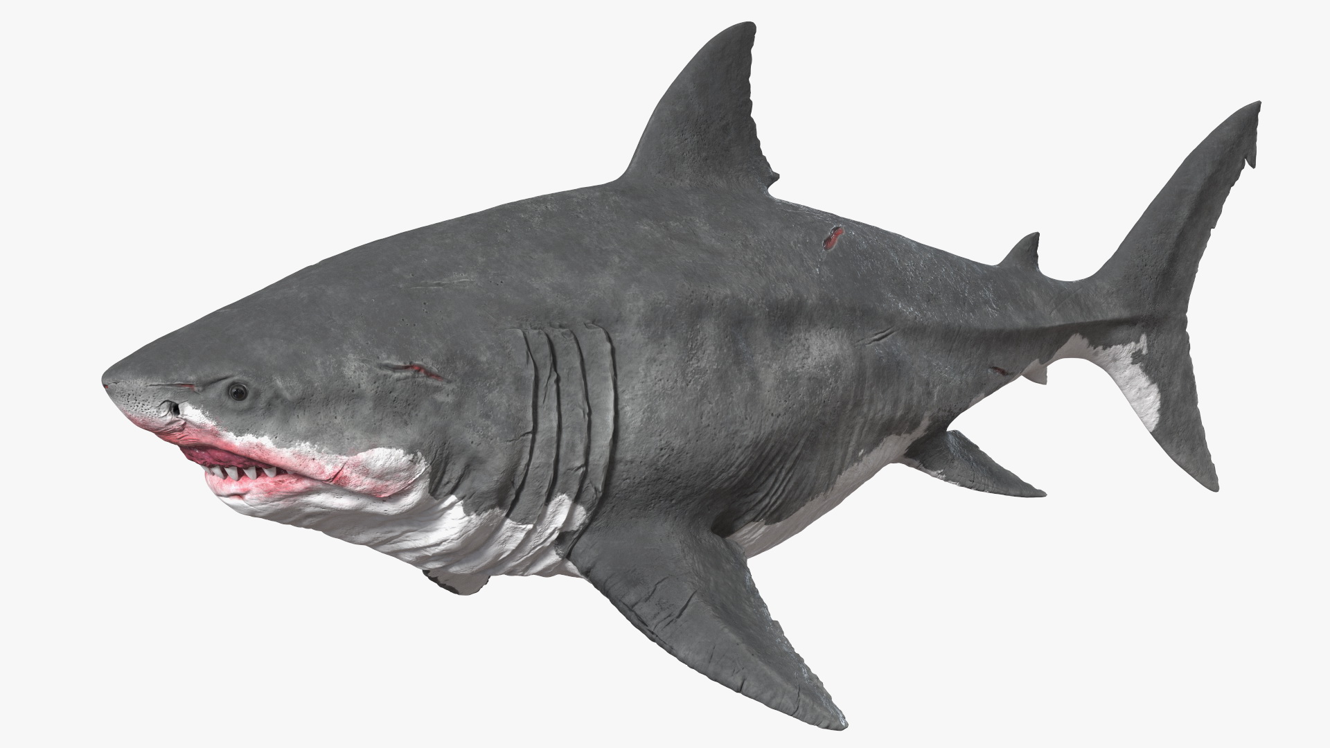 Megalodon 3D model