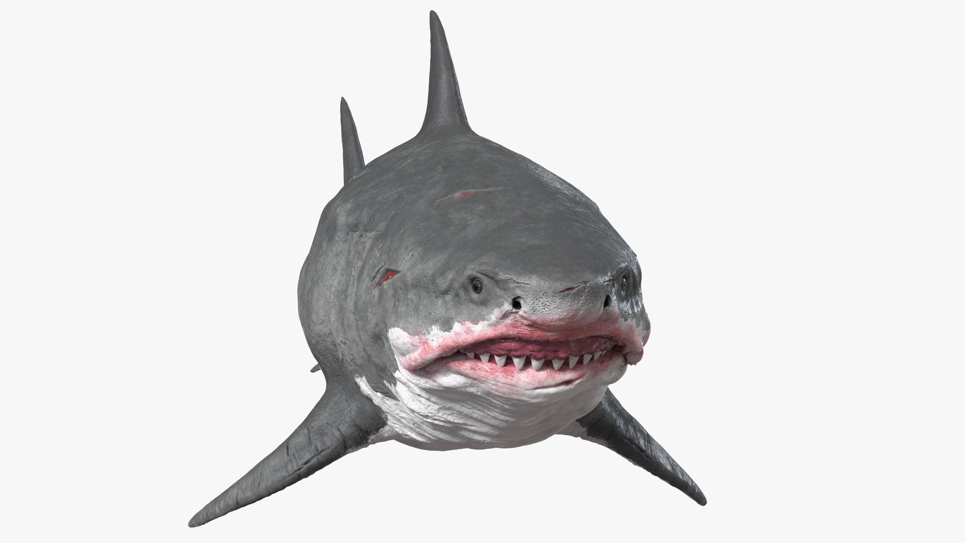 Megalodon 3D model