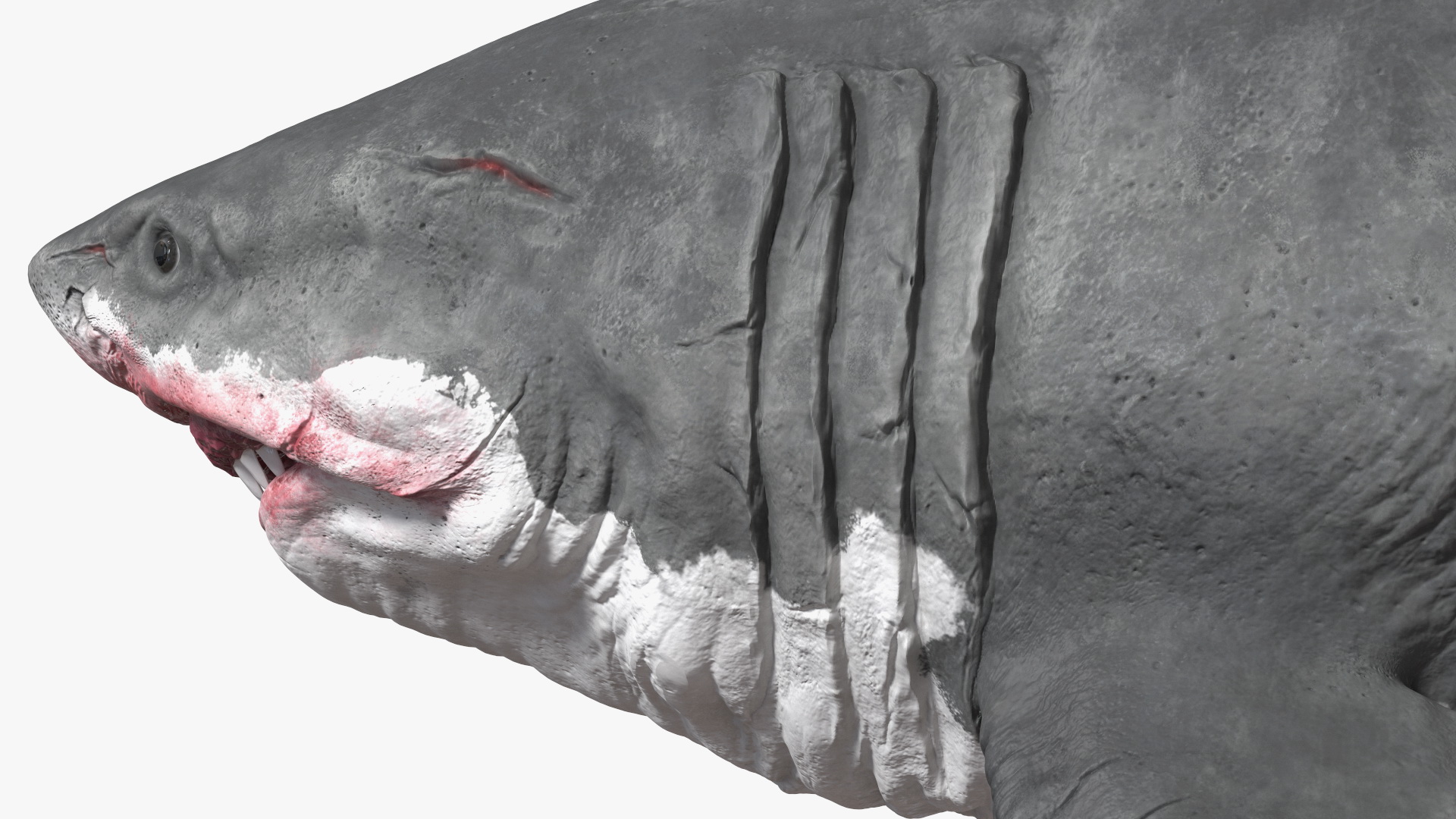 Megalodon 3D model