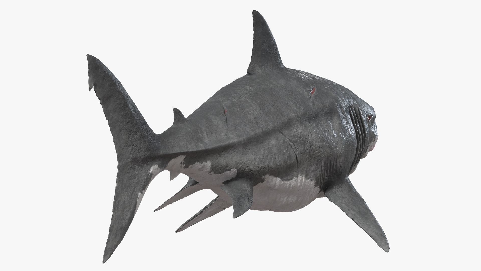 Megalodon 3D model