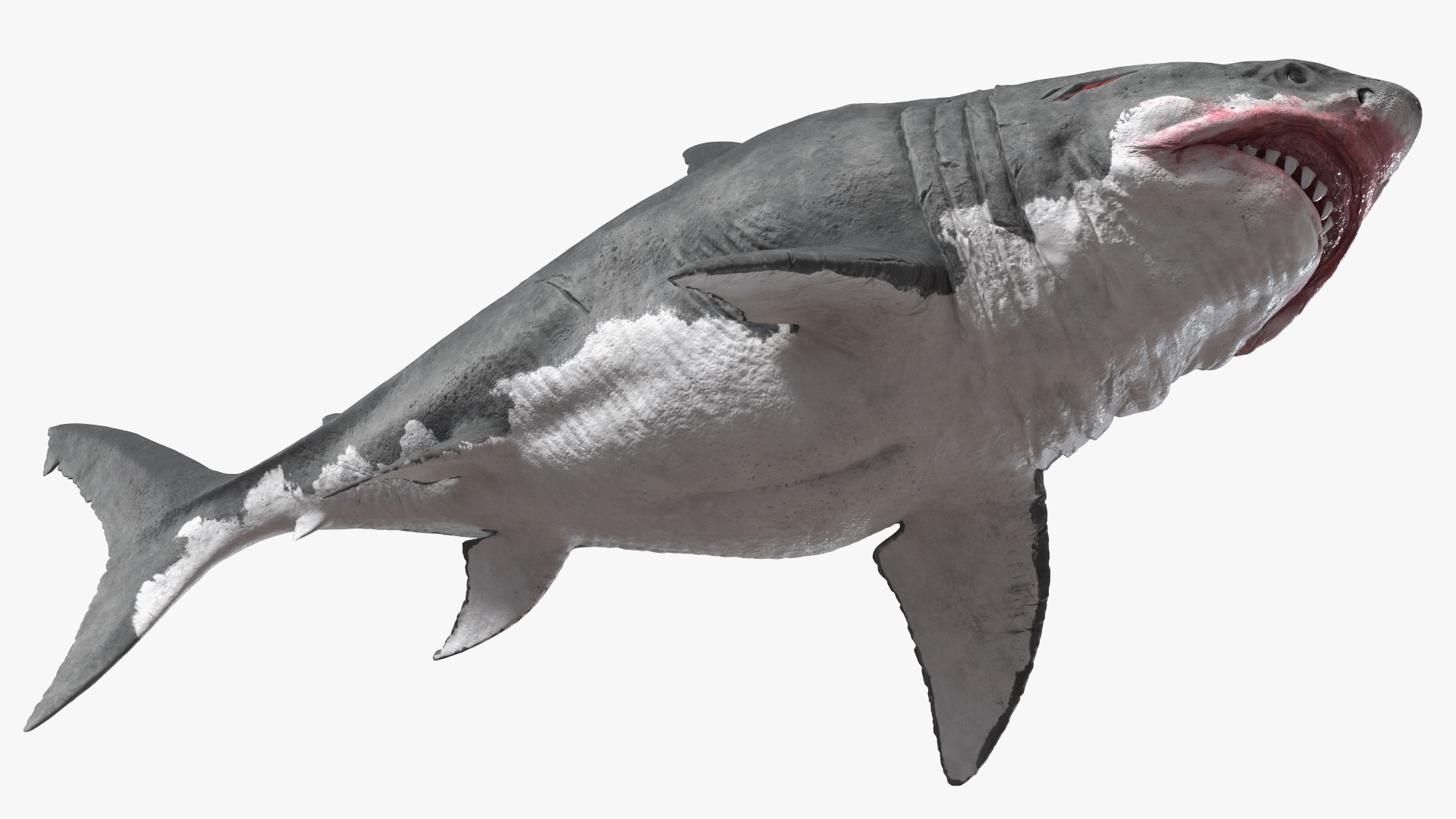 Megalodon 3D model