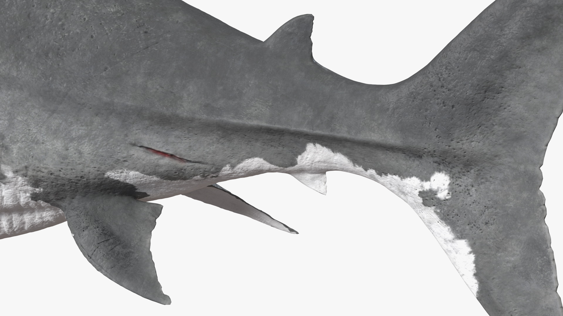 Megalodon 3D model