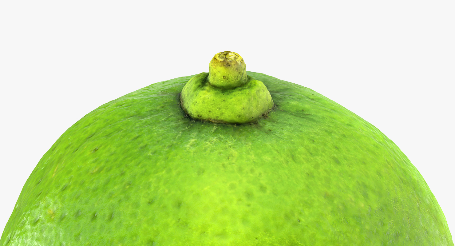 3D model Whole Lime