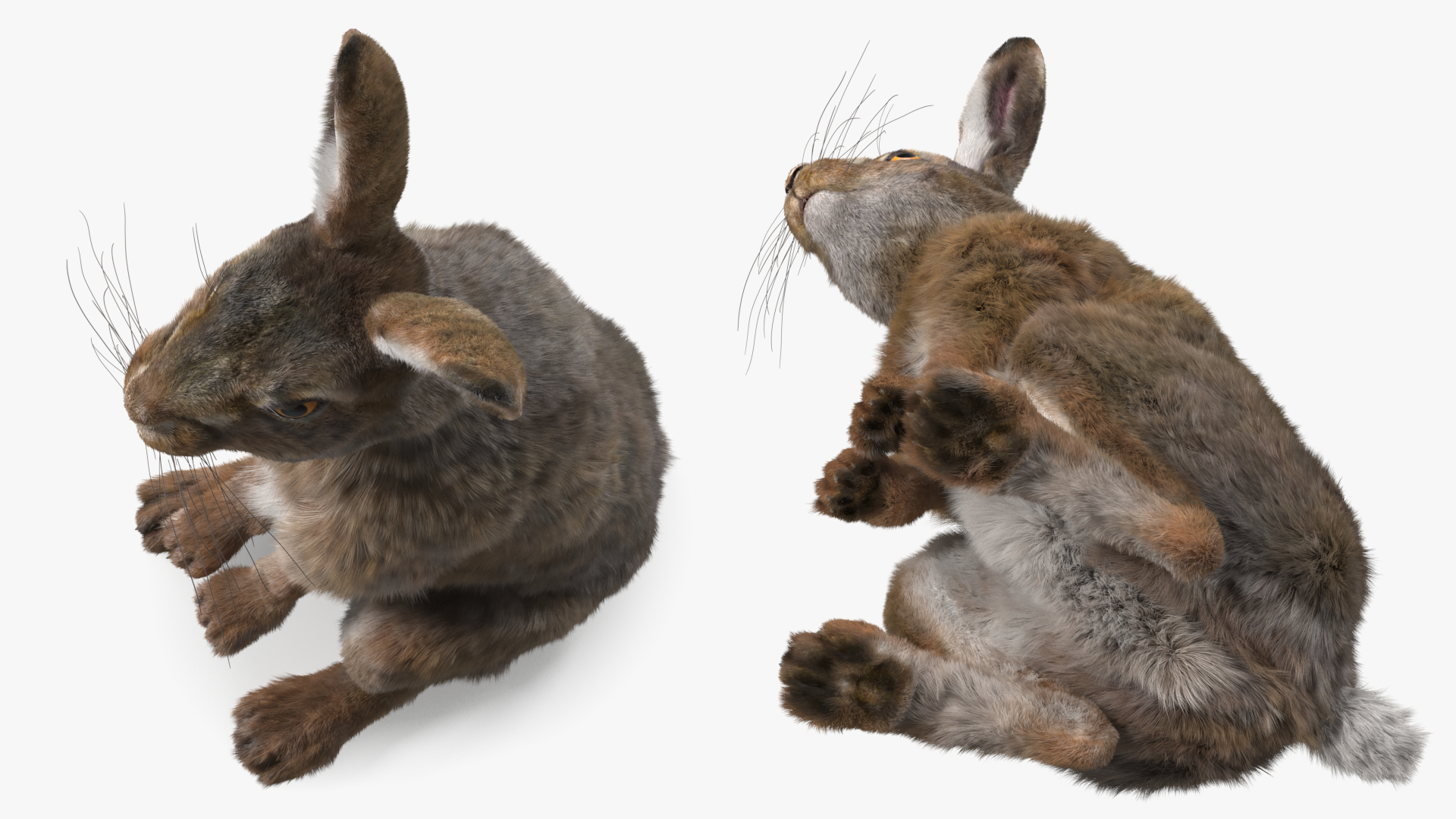 3D Snowshoe Hare Standing Pose Fur