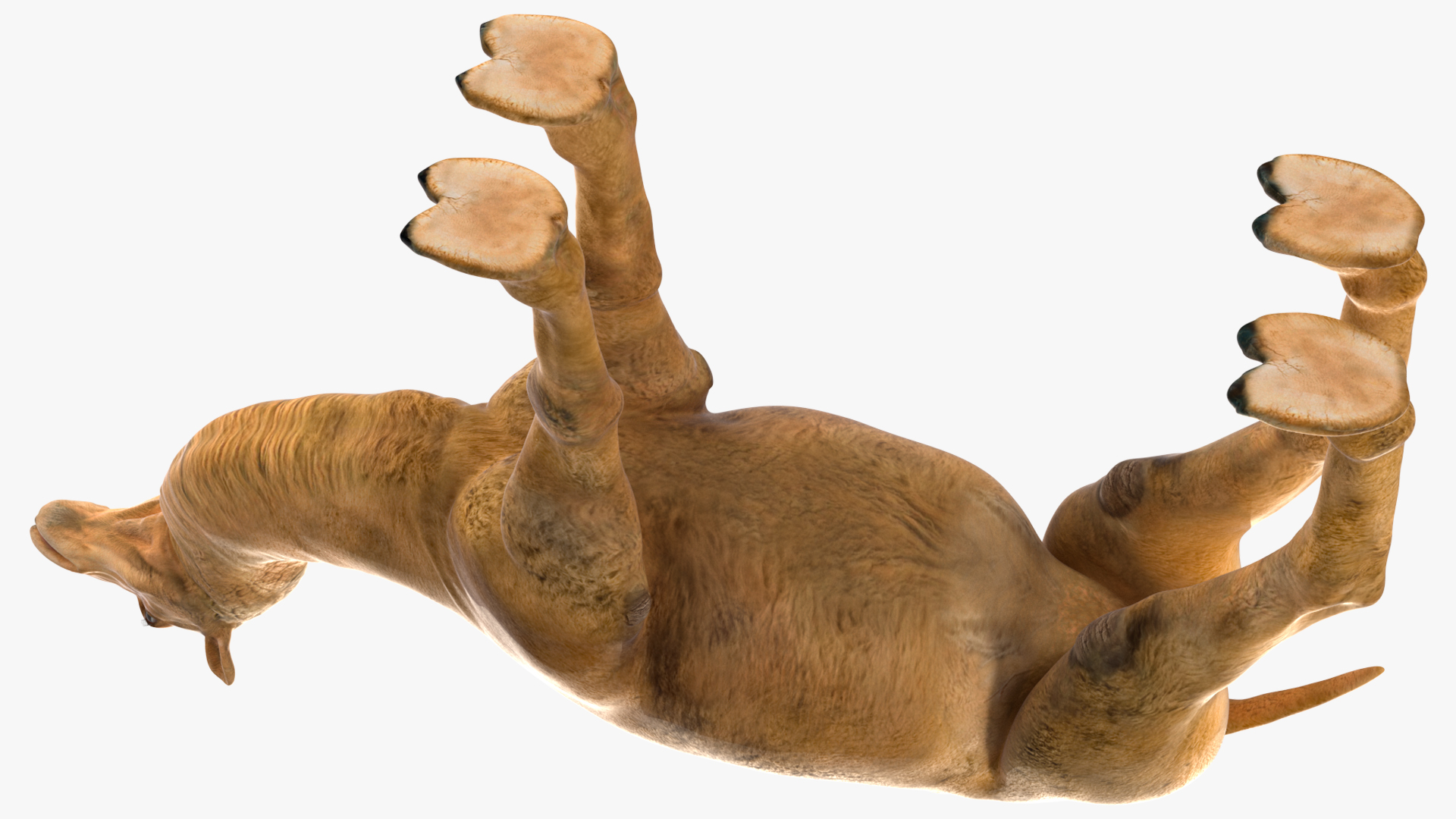 Bactrian Camel 3D model