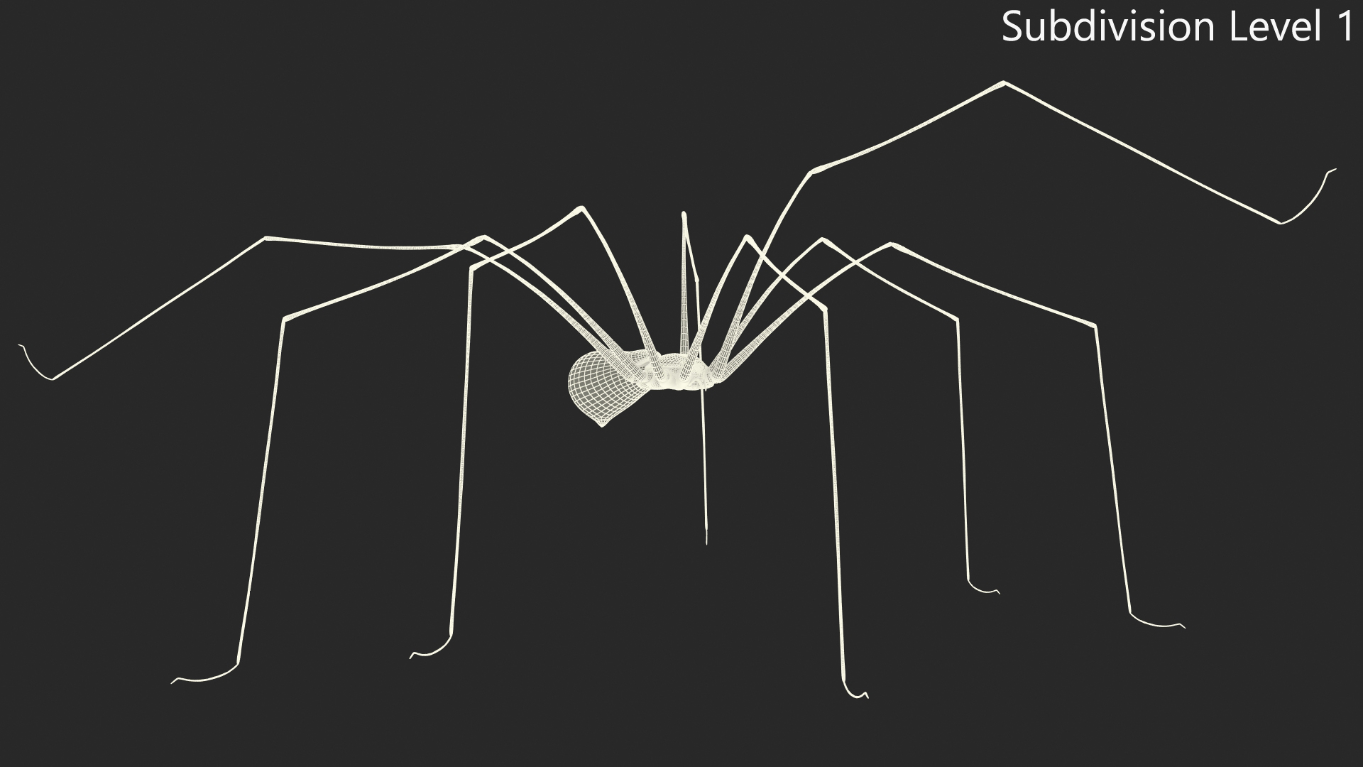 3D Long-legged House Spider Rigged