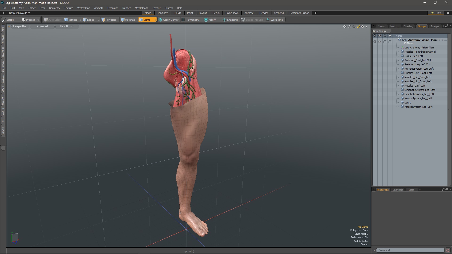 3D Leg Anatomy Asian Man