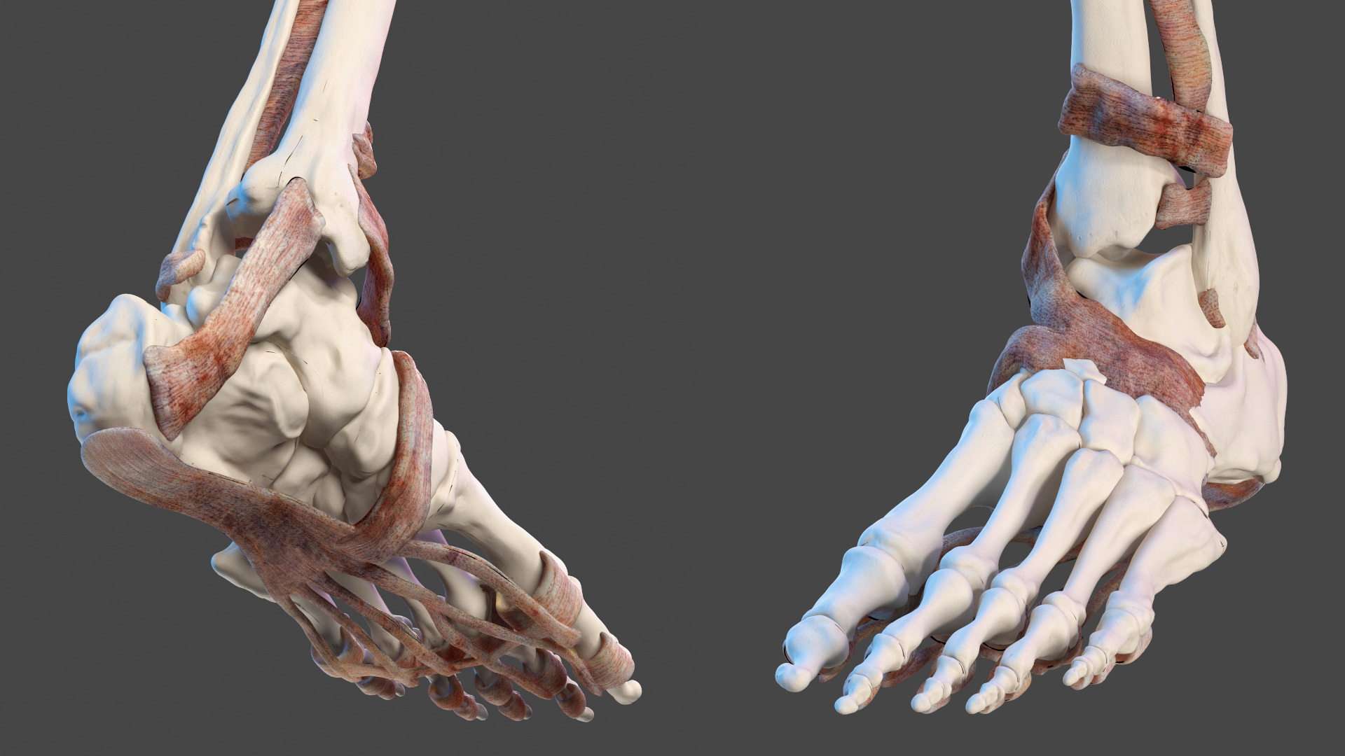 3D Leg Anatomy Asian Man