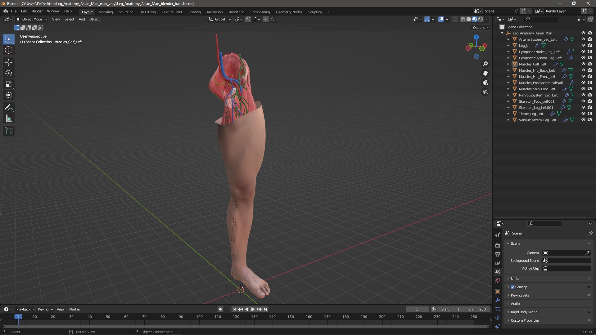 3D Leg Anatomy Asian Man