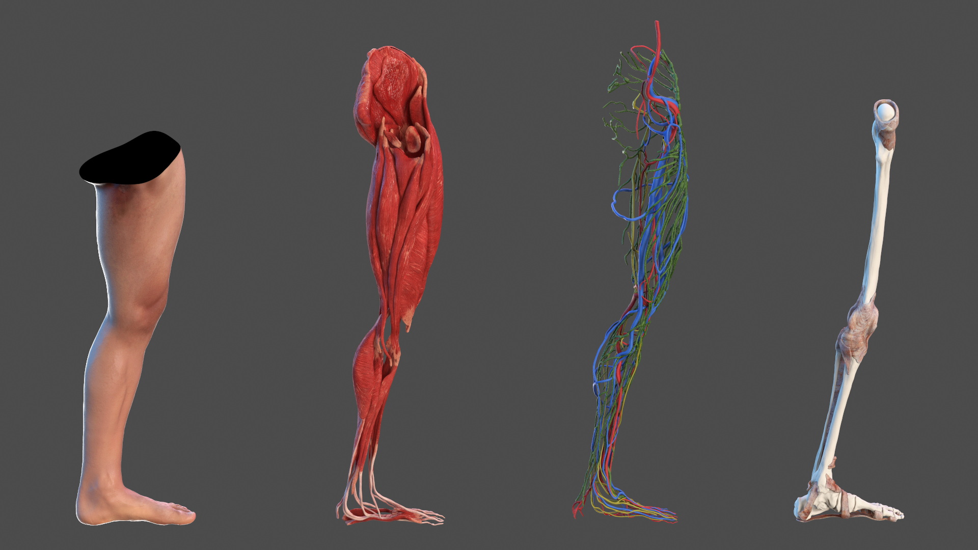 3D Leg Anatomy Asian Man