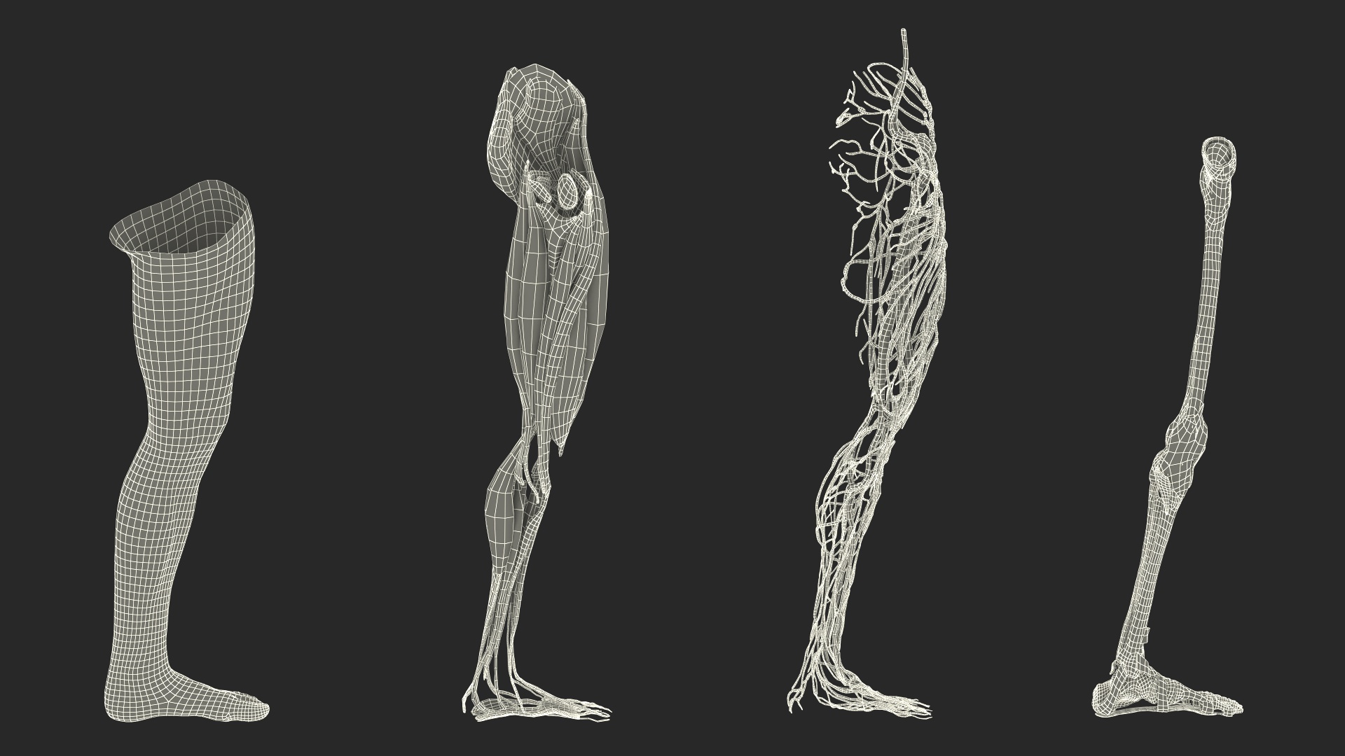 3D Leg Anatomy Asian Man