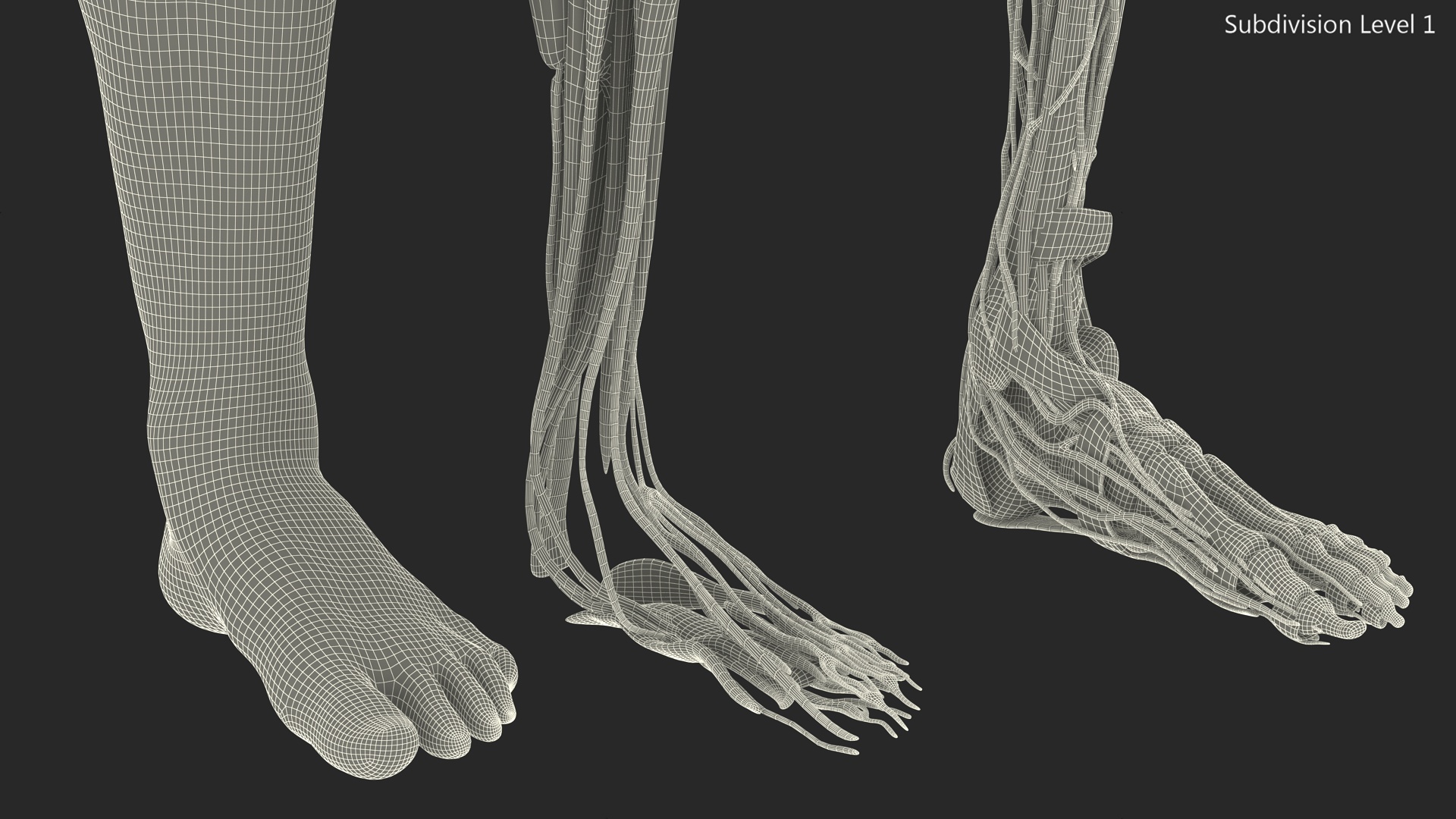 3D Leg Anatomy Asian Man