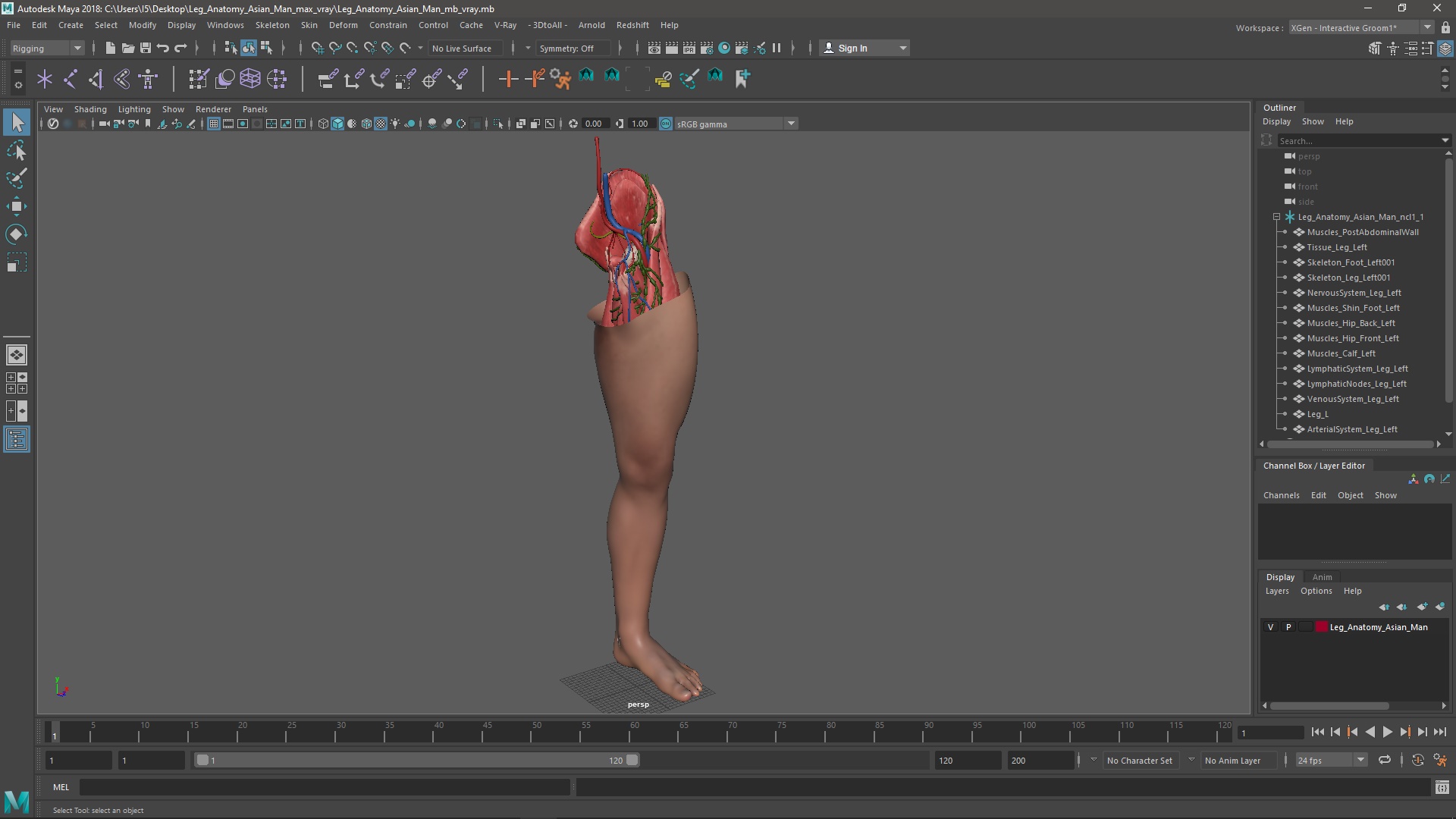 3D Leg Anatomy Asian Man