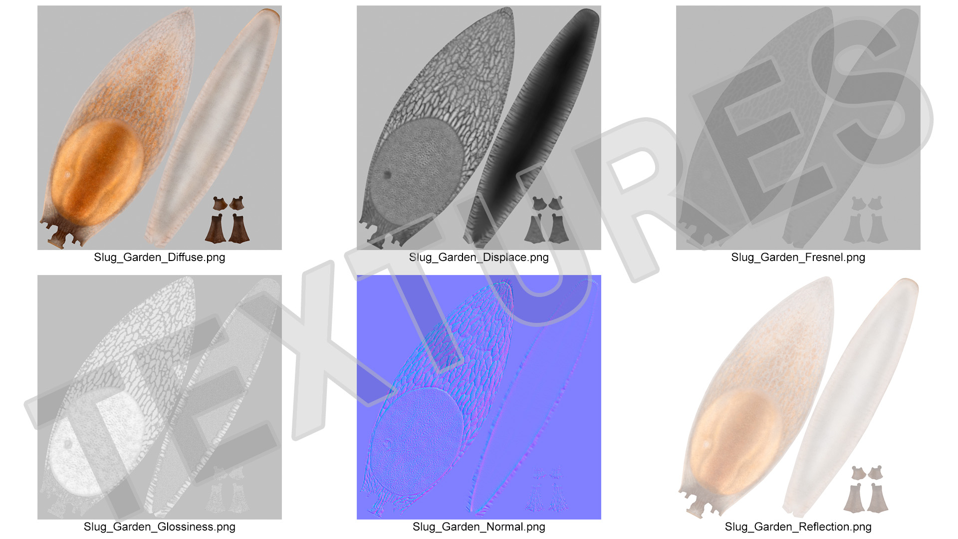 3D Slug Arion Lusitanicus Crawling