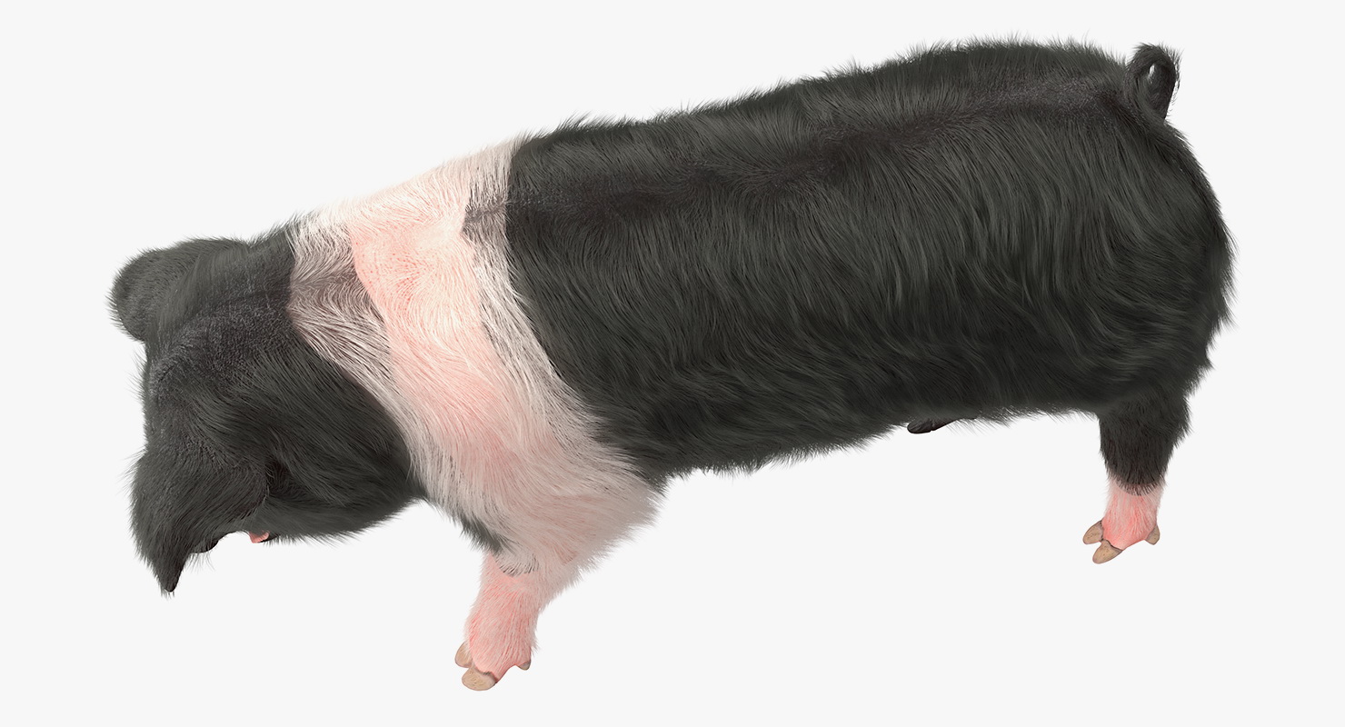 3D Hampshire Pig Piglet with Fur Standing Pose model