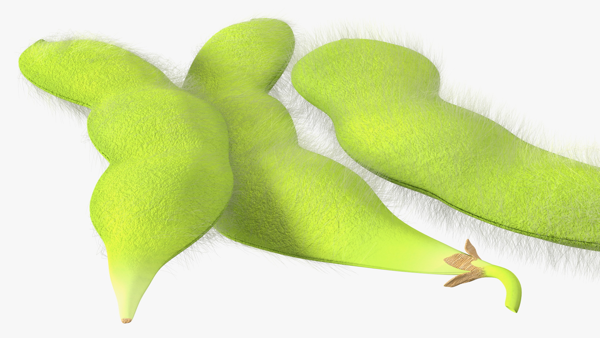 3D Edamame Green Soybeans Fur