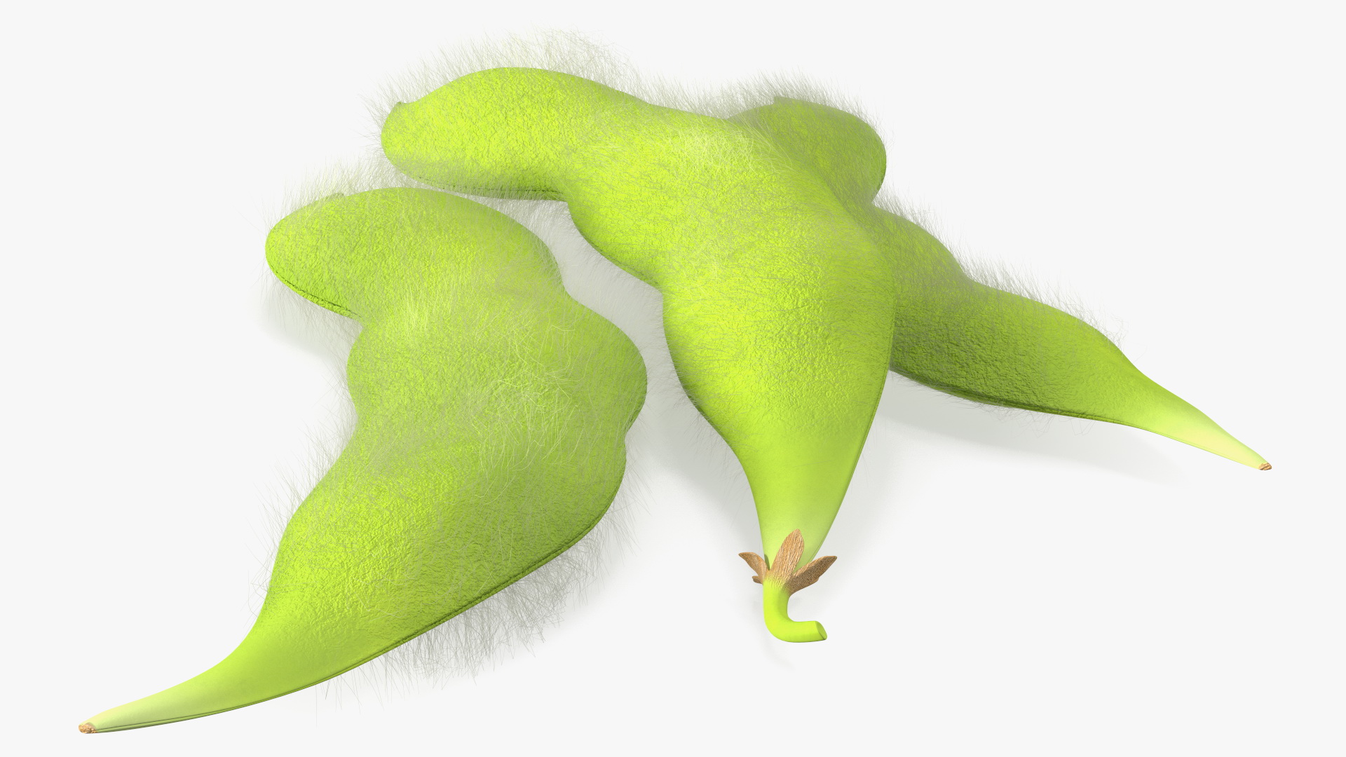 3D Edamame Green Soybeans Fur