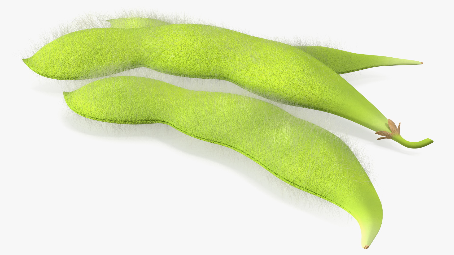 3D Edamame Green Soybeans Fur