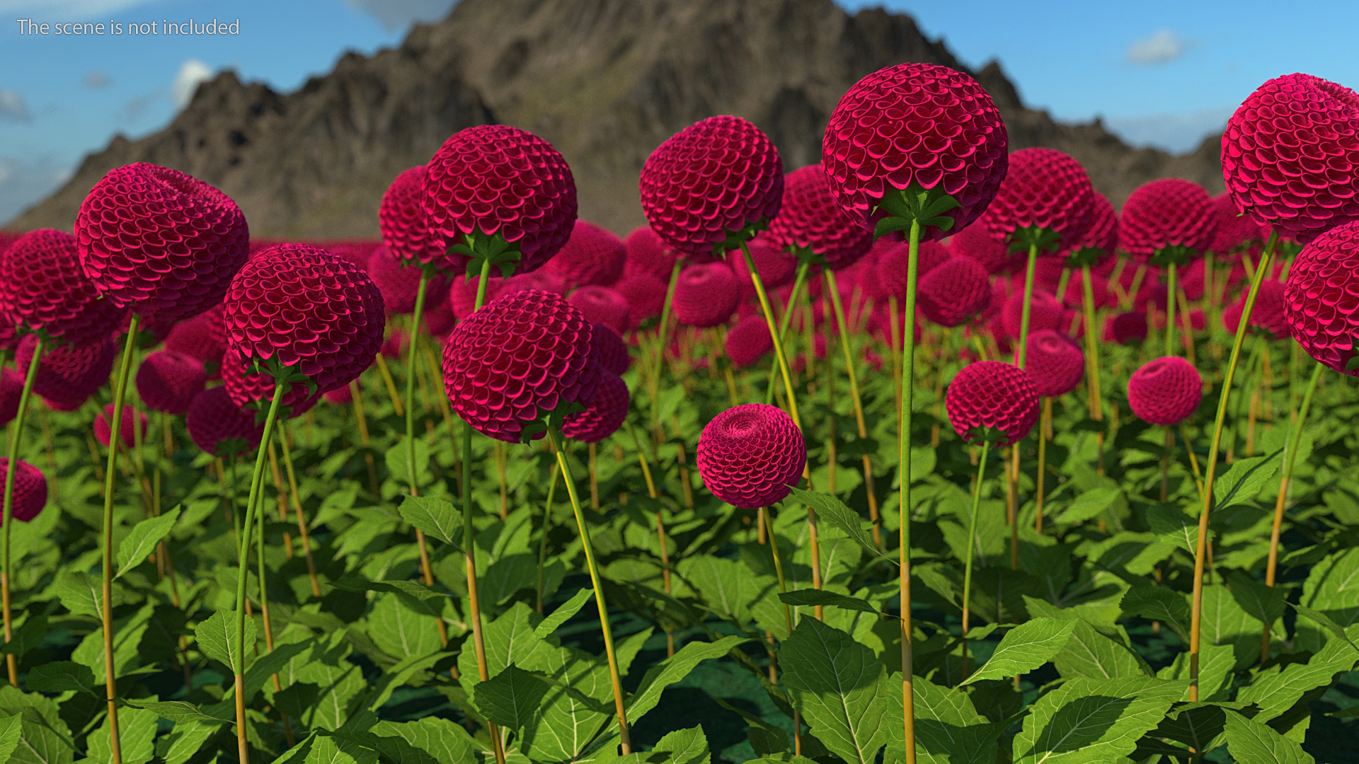 3D model Dahlia Franz Kafka Pompon