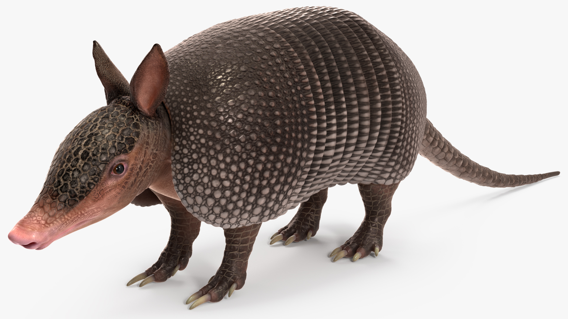 Armadillo Black Rigged 3D