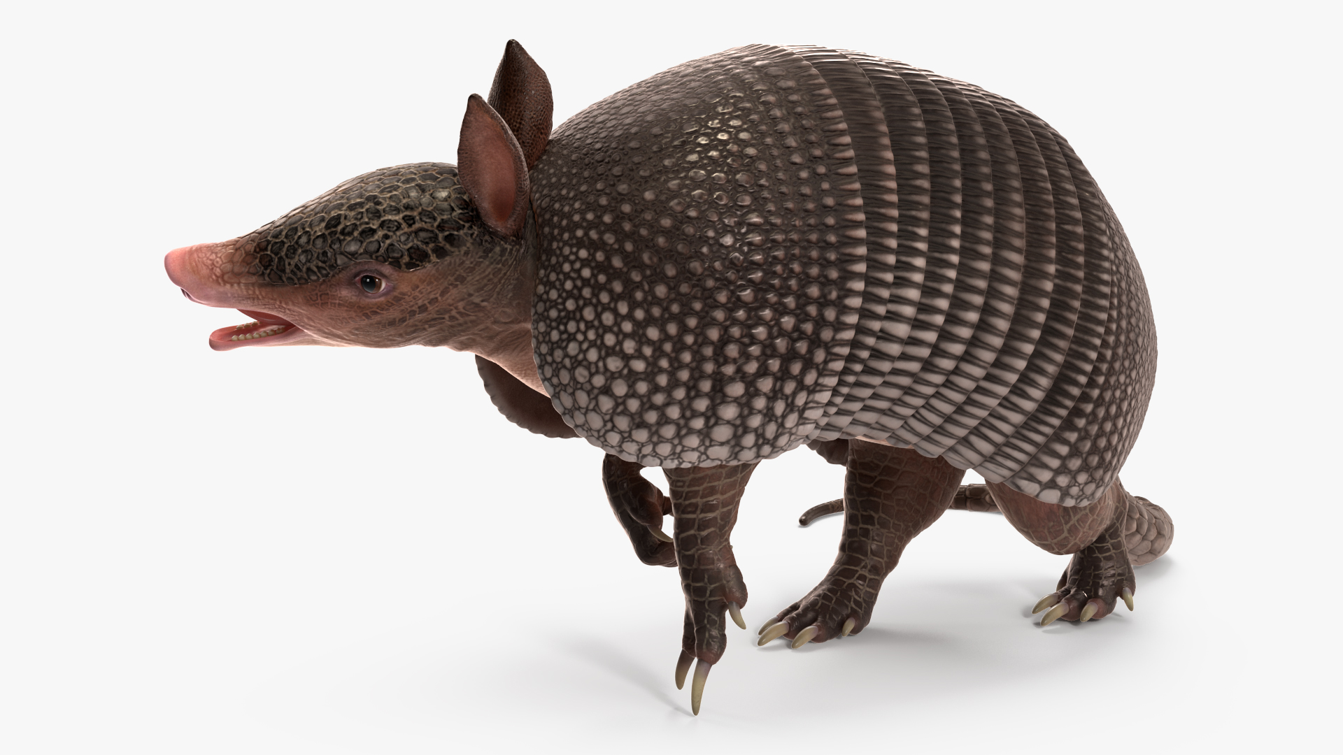 3D Armadillo Black Rigged for Maya