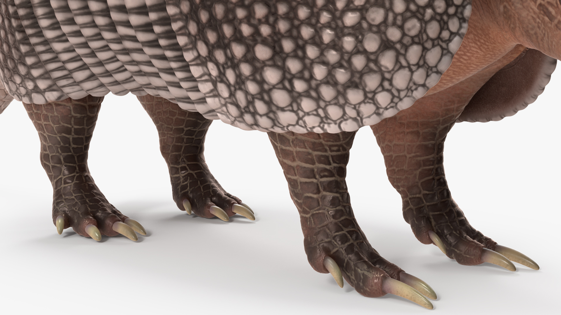 Armadillo Black Rigged 3D