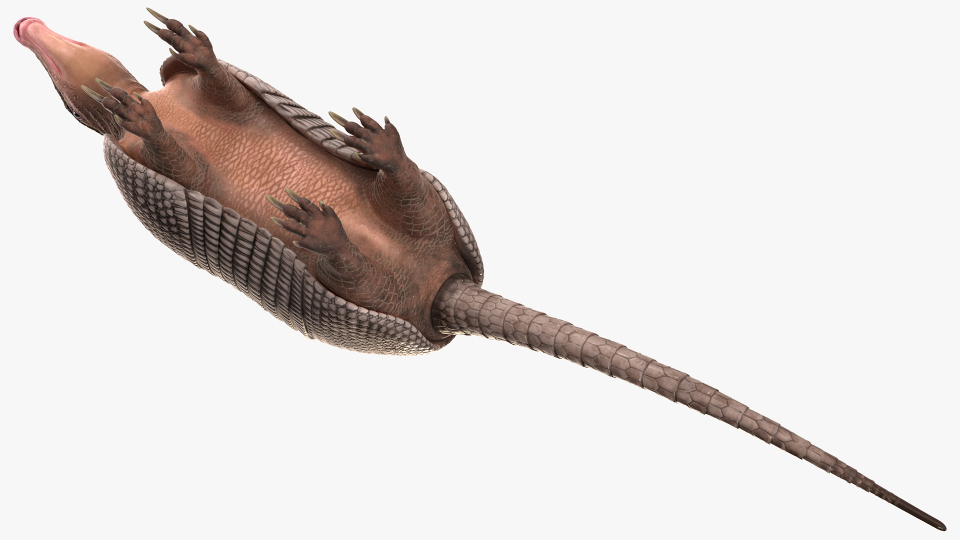 3D Armadillo Black Rigged for Cinema 4D