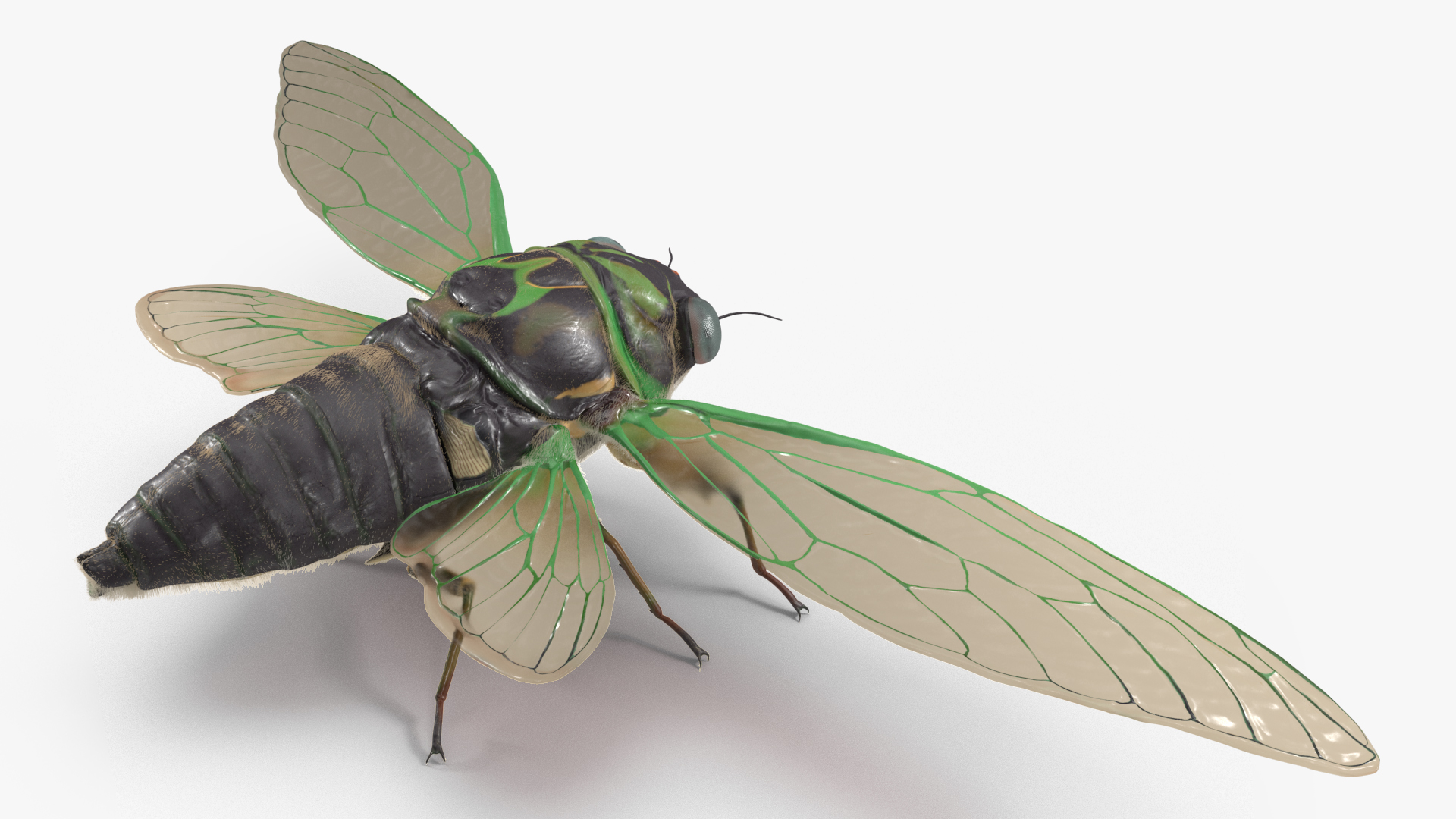 3D model Cicada Fur