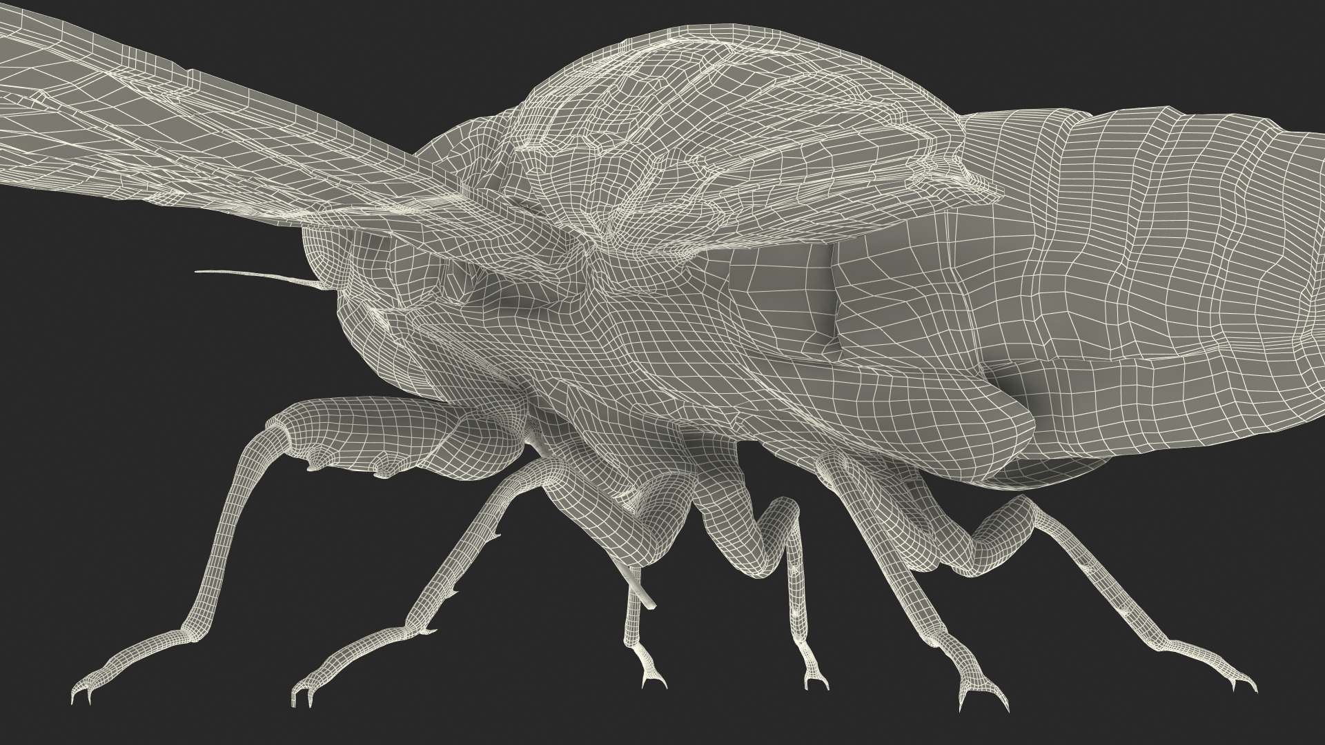 3D model Cicada Fur