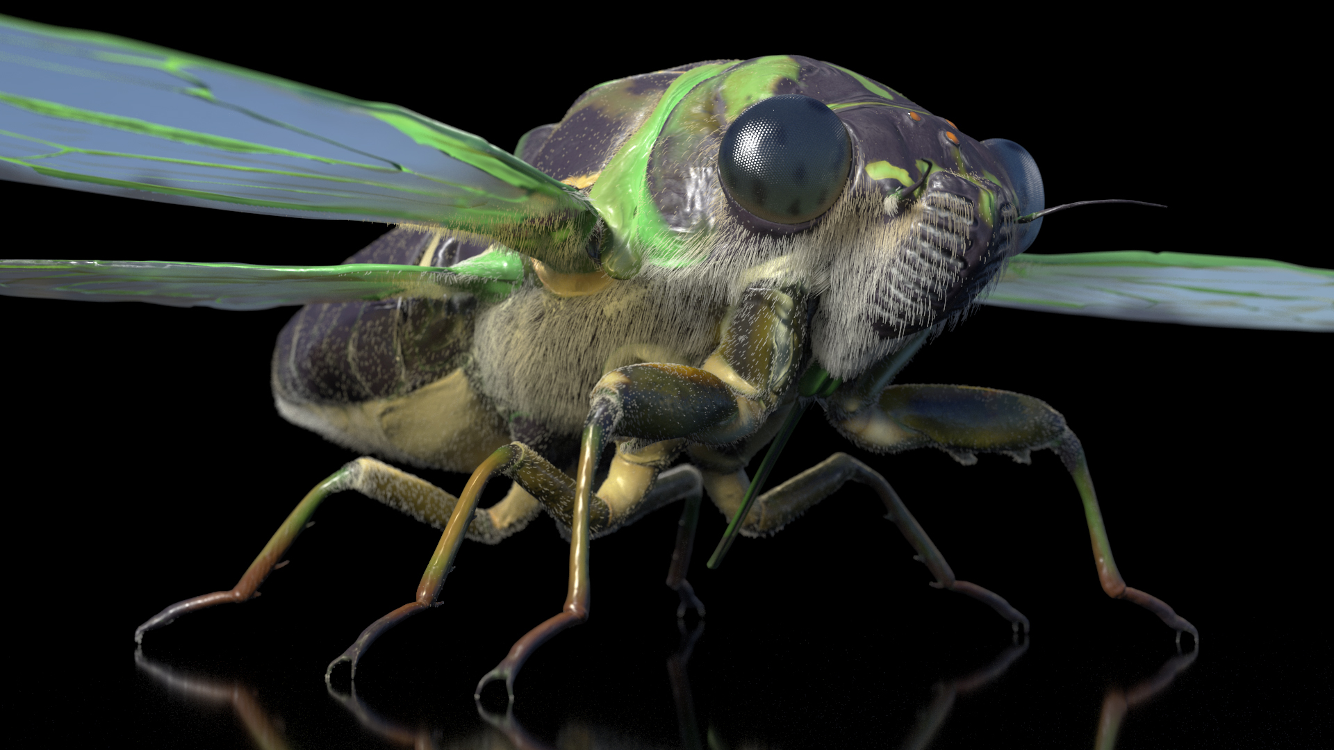 3D model Cicada Fur