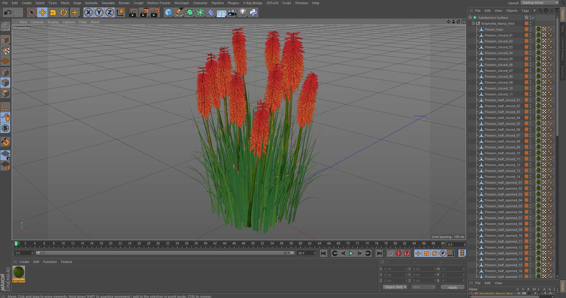 Kniphofia Nancy Red 3D model