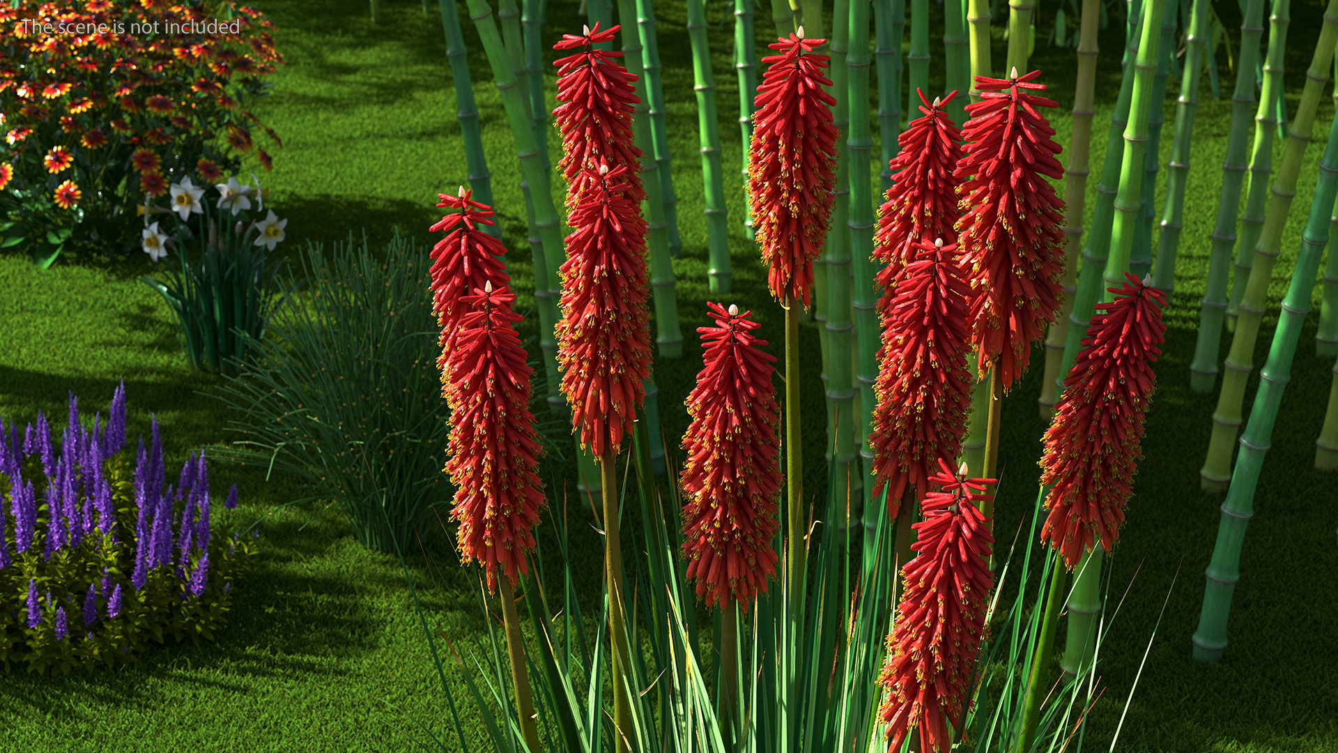 Kniphofia Nancy Red 3D model