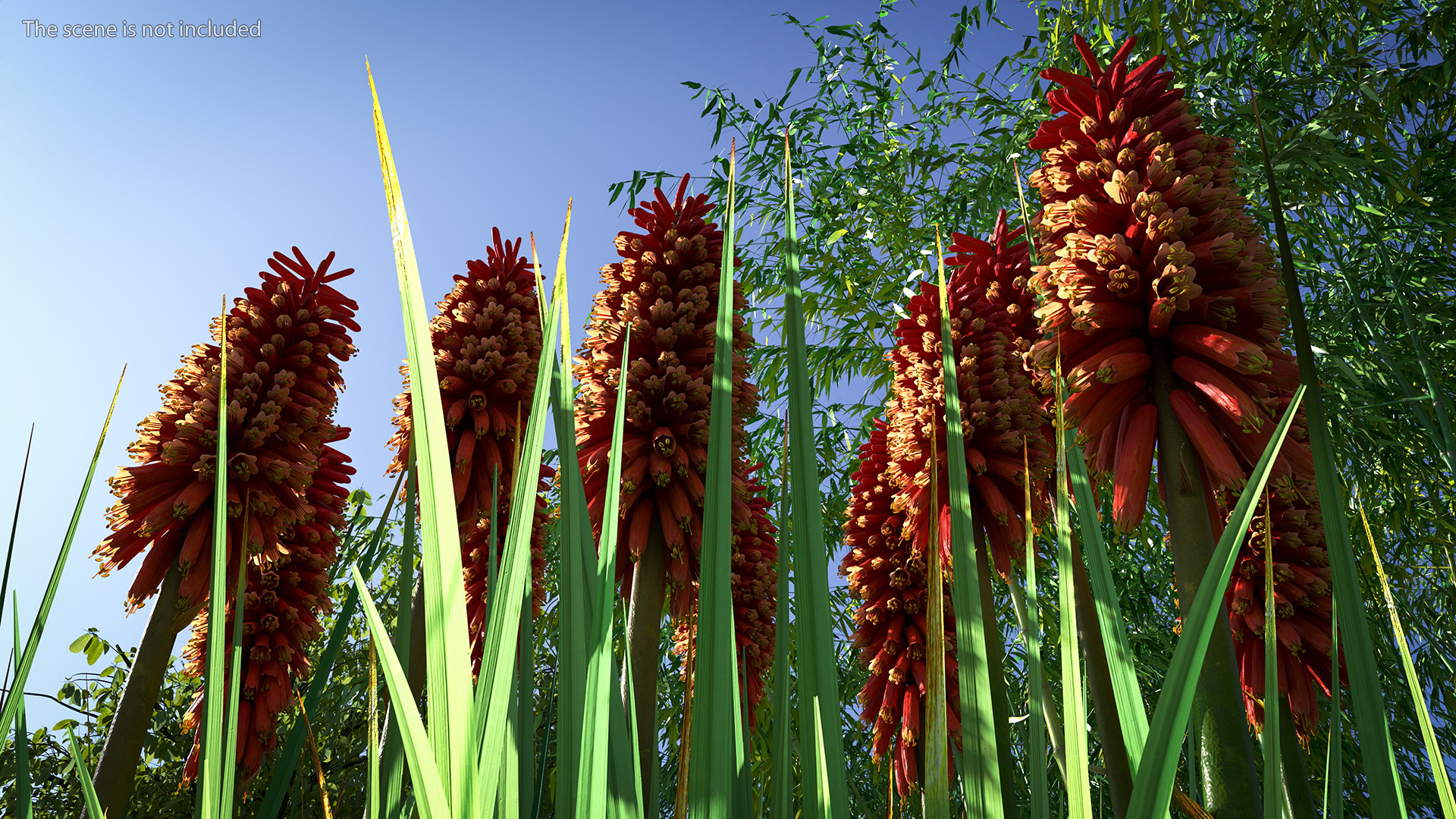 Kniphofia Nancy Red 3D model