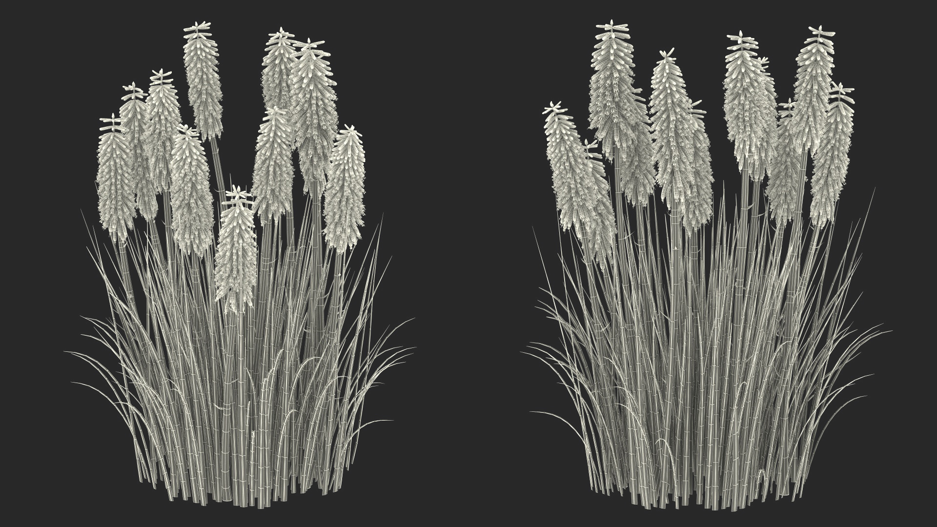 Kniphofia Nancy Red 3D model