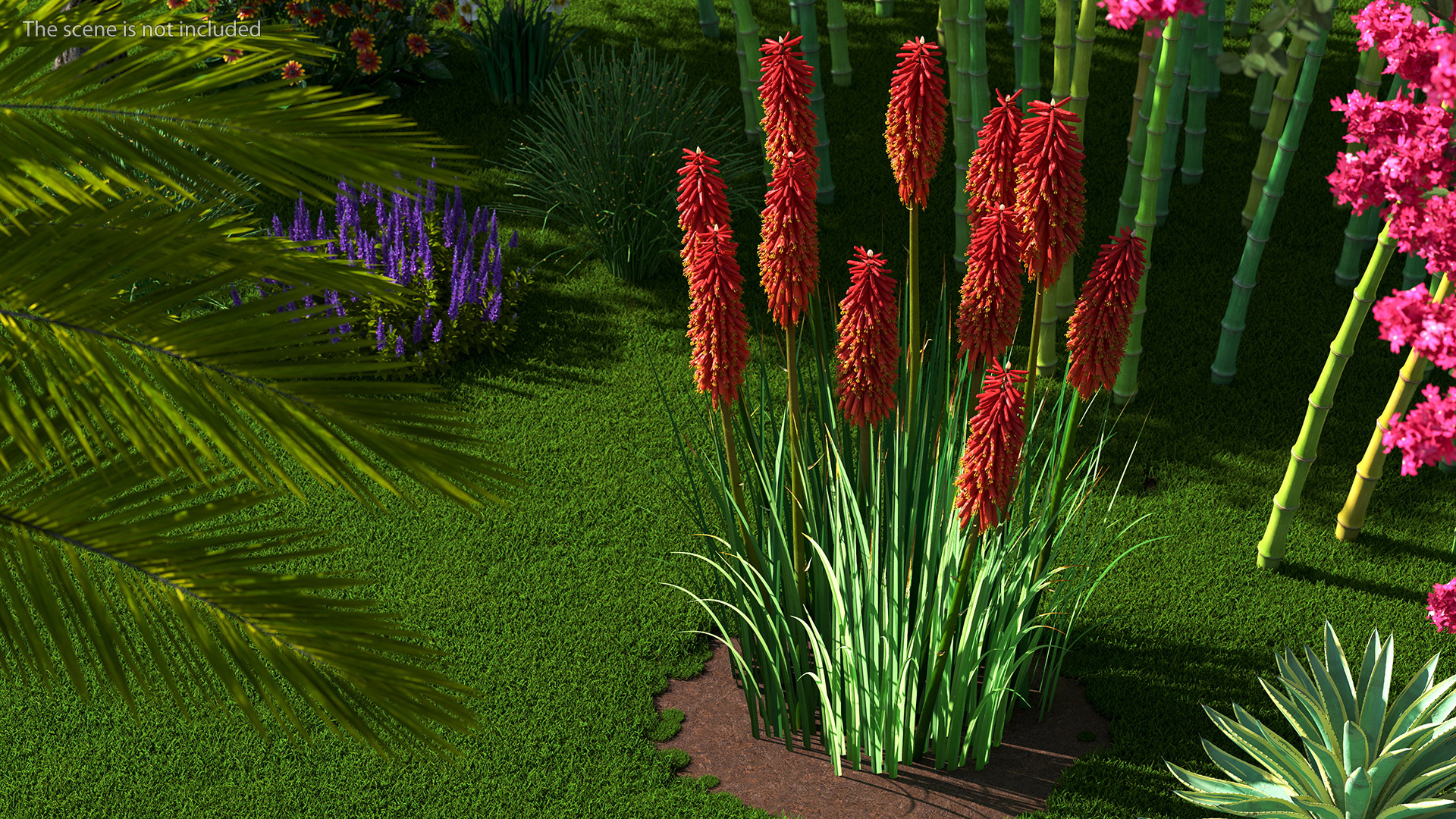 Kniphofia Nancy Red 3D model