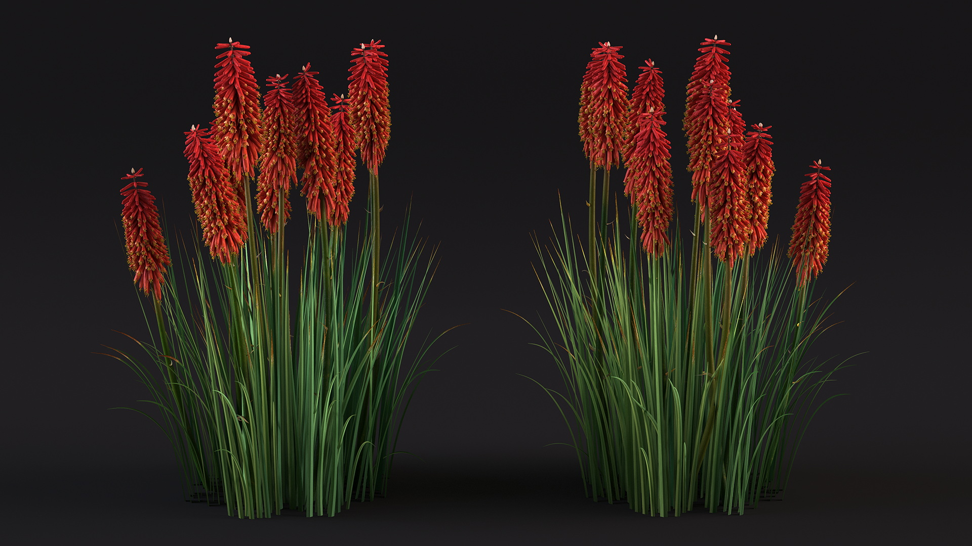 Kniphofia Nancy Red 3D model