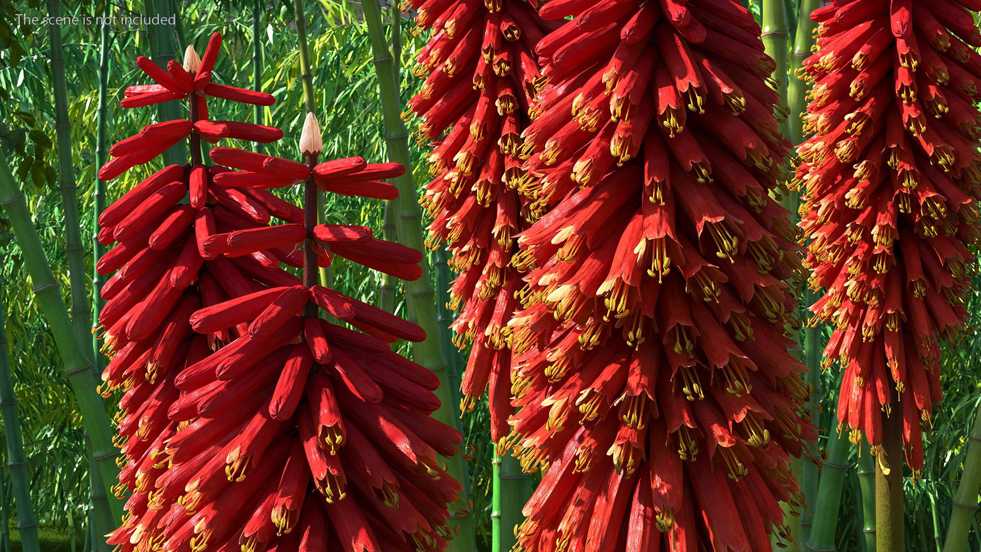 Kniphofia Nancy Red 3D model