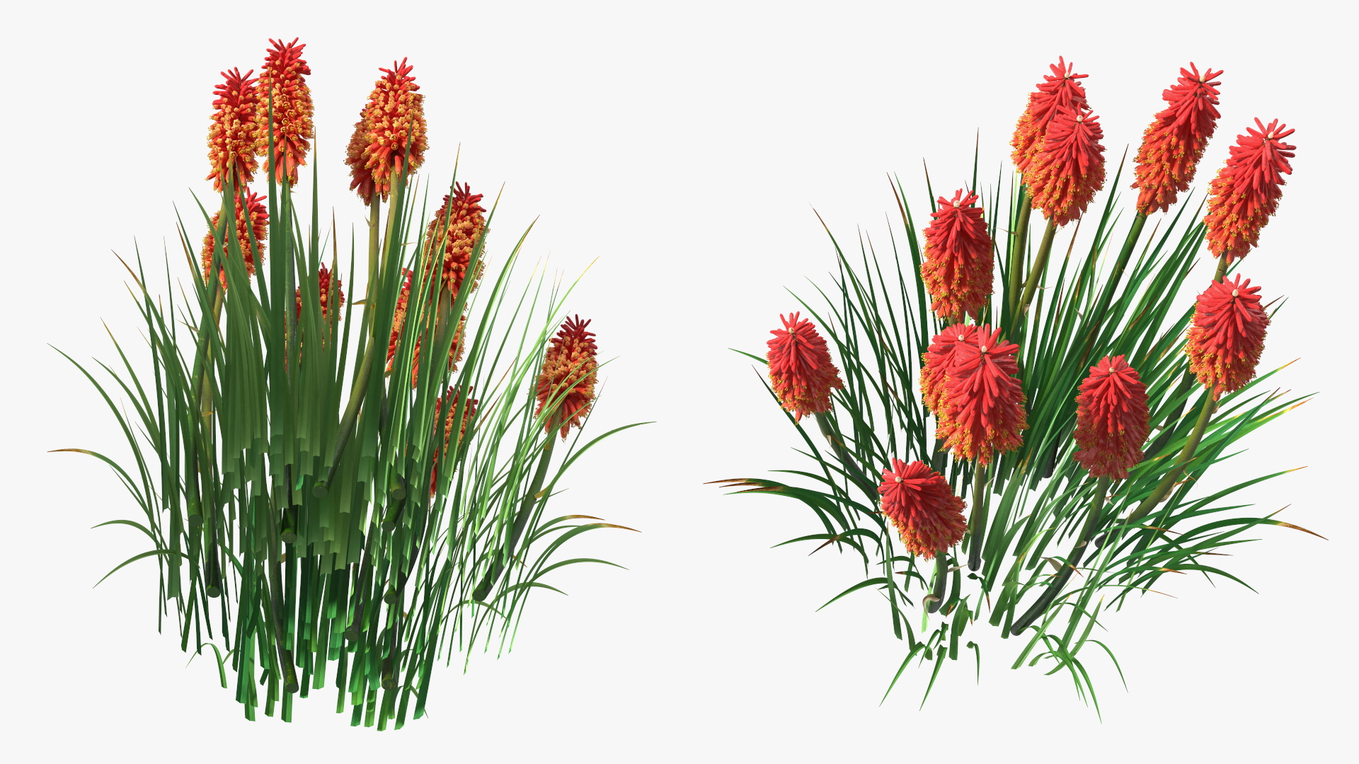 Kniphofia Nancy Red 3D model