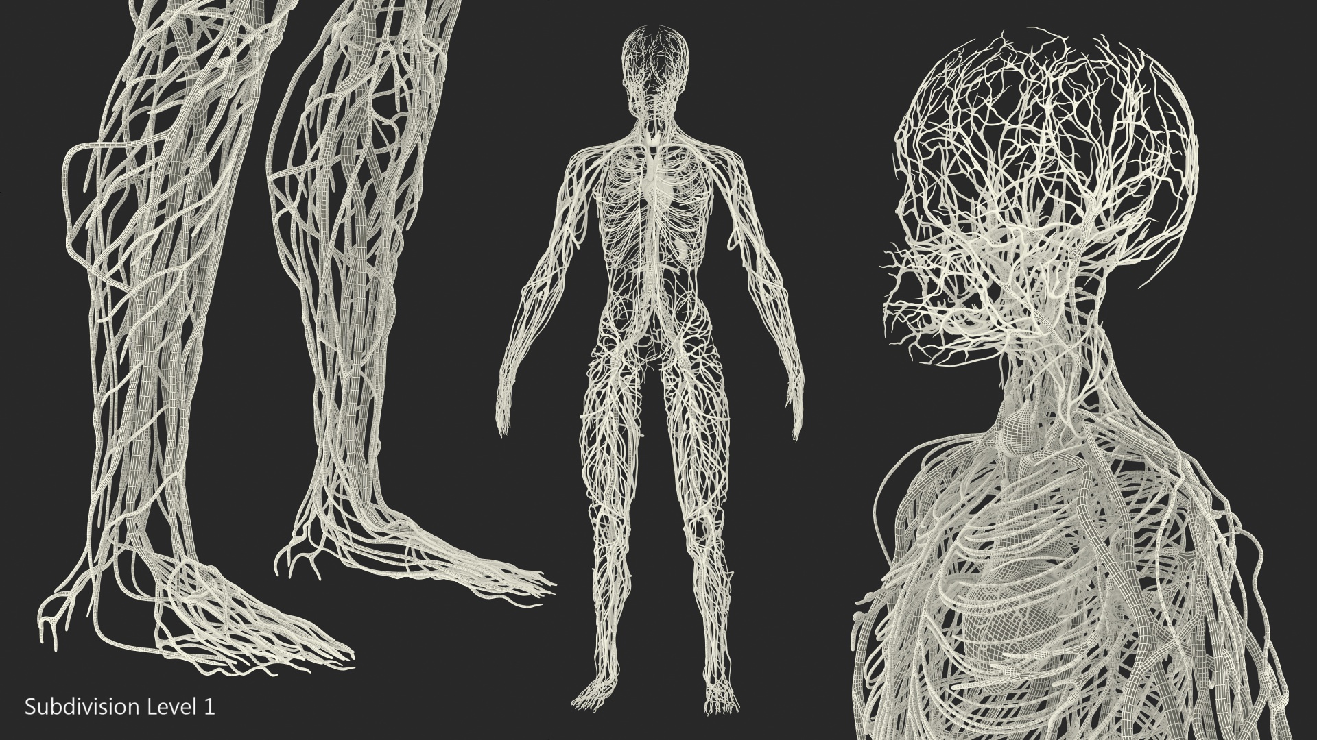 Male Cardiovascular Lymphaticand and Nervous Systems 3D