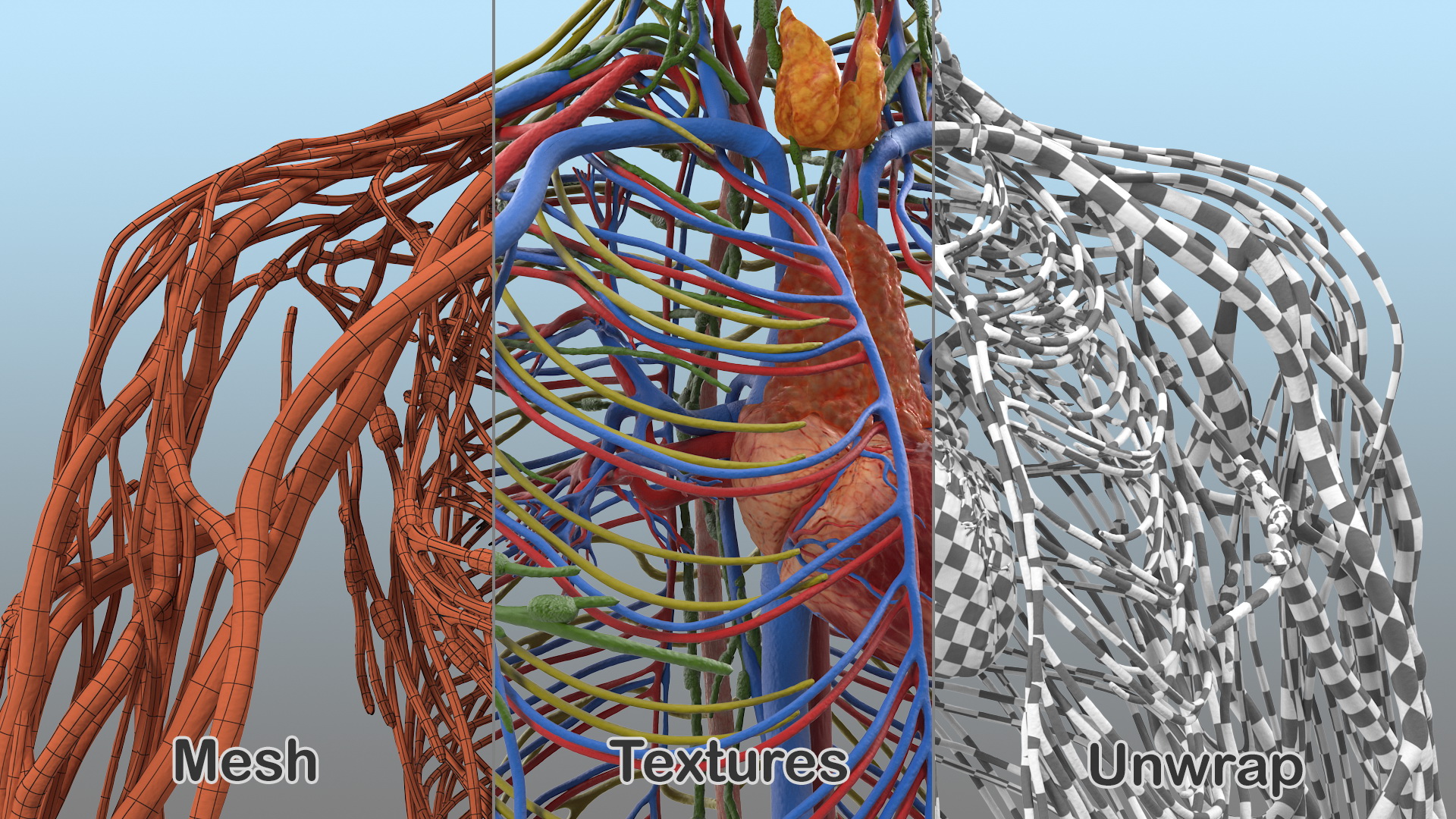 Male Cardiovascular Lymphaticand and Nervous Systems 3D