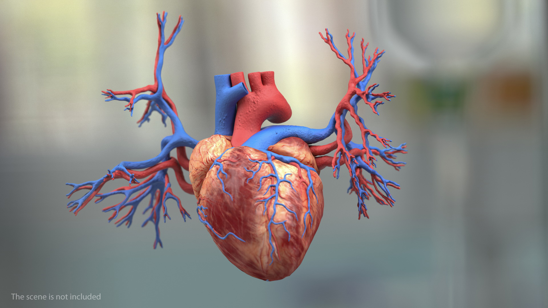 Male Cardiovascular Lymphaticand and Nervous Systems 3D