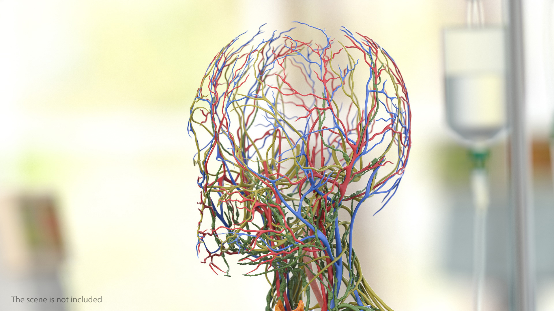 Male Cardiovascular Lymphaticand and Nervous Systems 3D