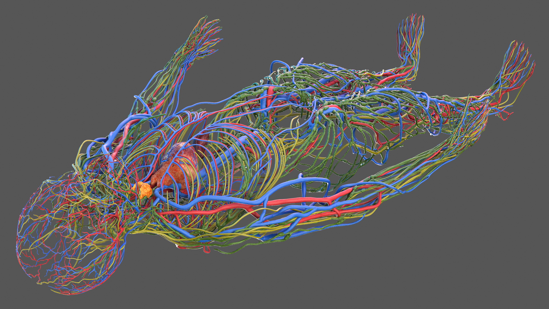 Male Cardiovascular Lymphaticand and Nervous Systems 3D