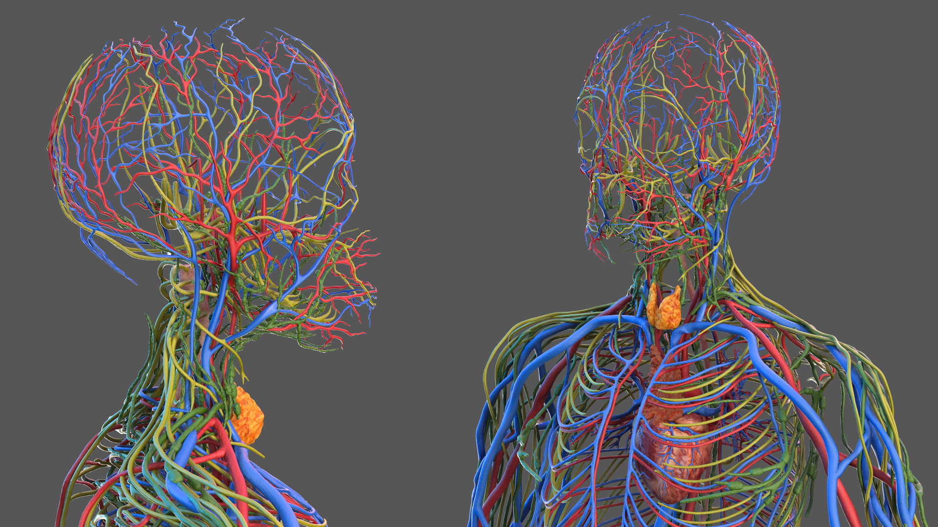 Male Cardiovascular Lymphaticand and Nervous Systems 3D