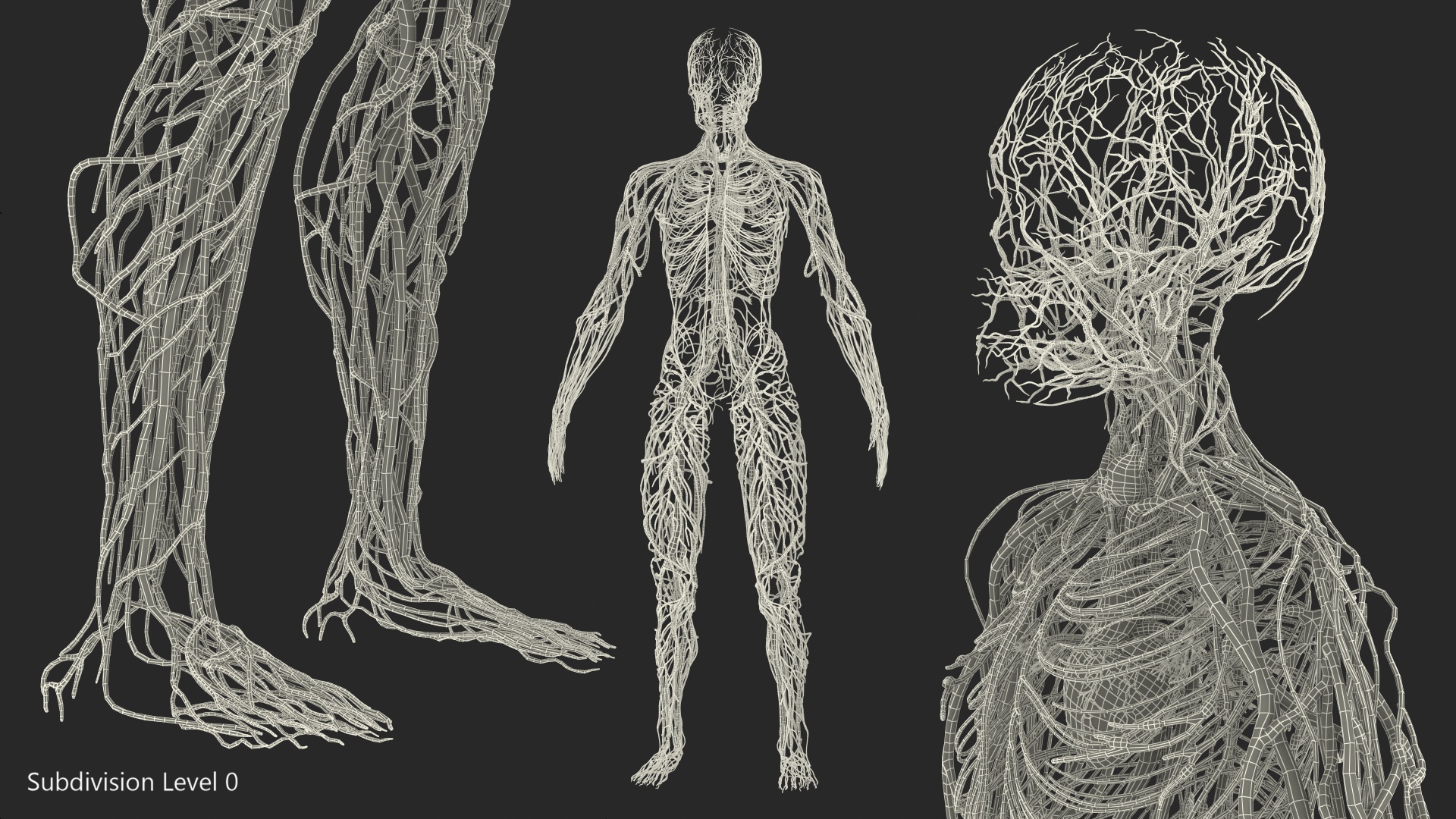 Male Cardiovascular Lymphaticand and Nervous Systems 3D