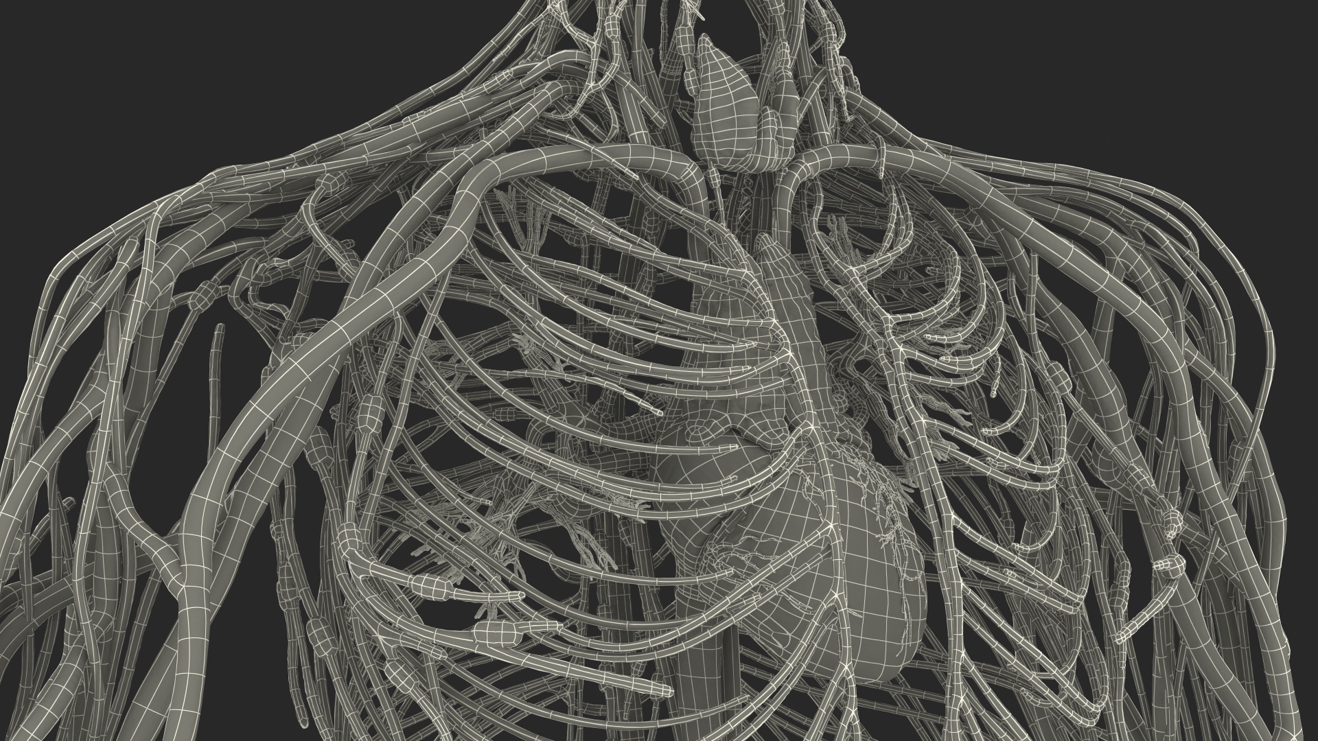 Male Cardiovascular Lymphaticand and Nervous Systems 3D