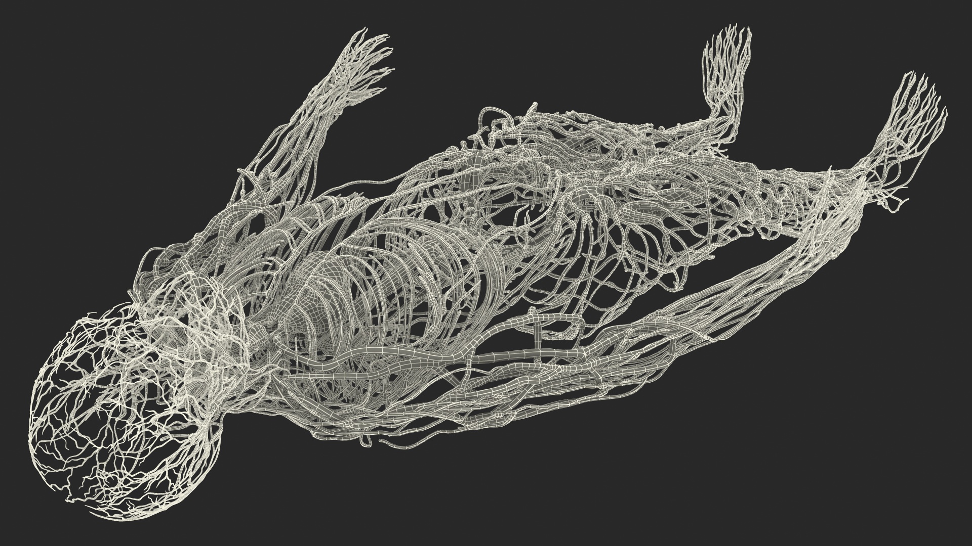 Male Cardiovascular Lymphaticand and Nervous Systems 3D