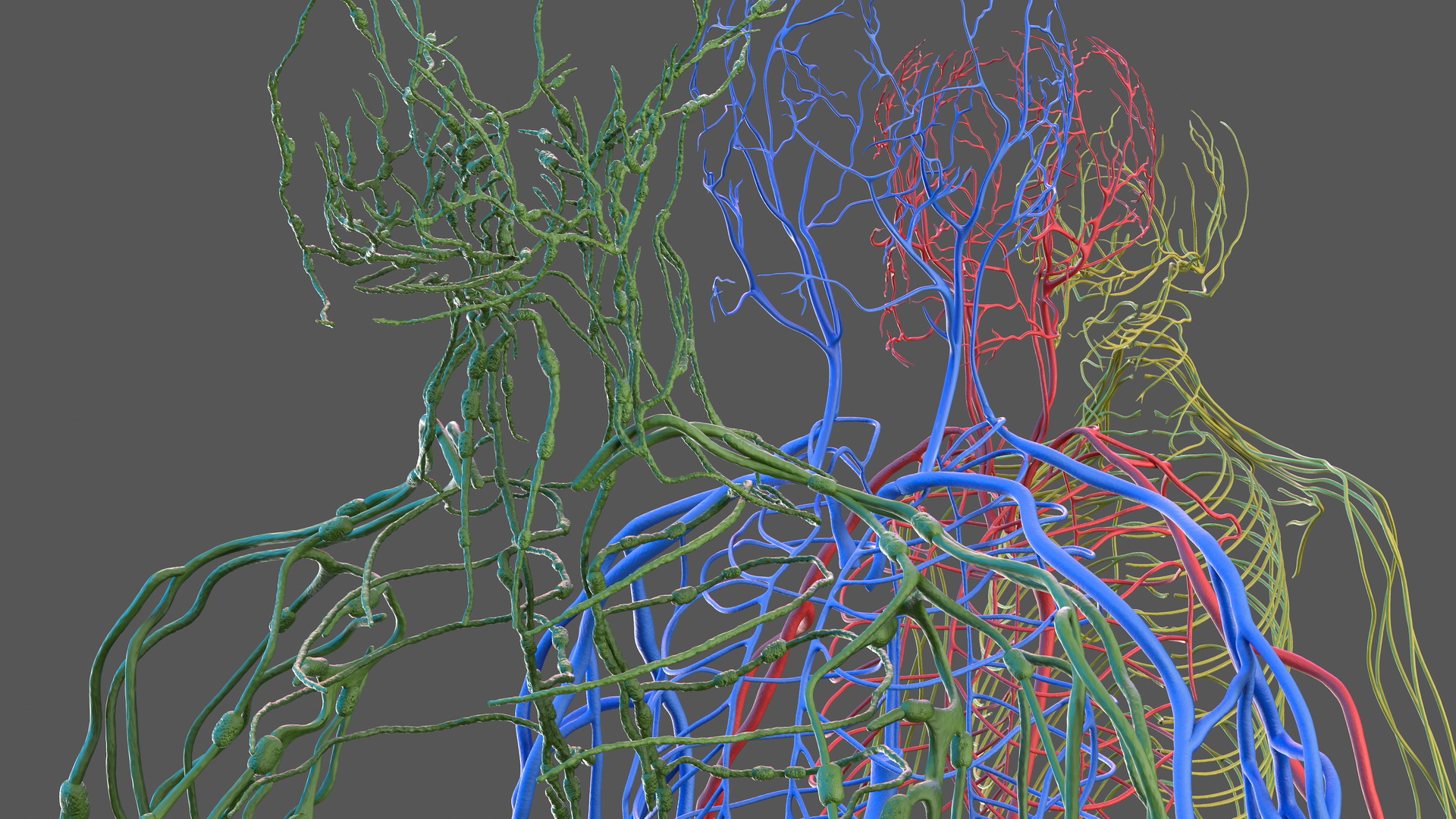 Male Cardiovascular Lymphaticand and Nervous Systems 3D