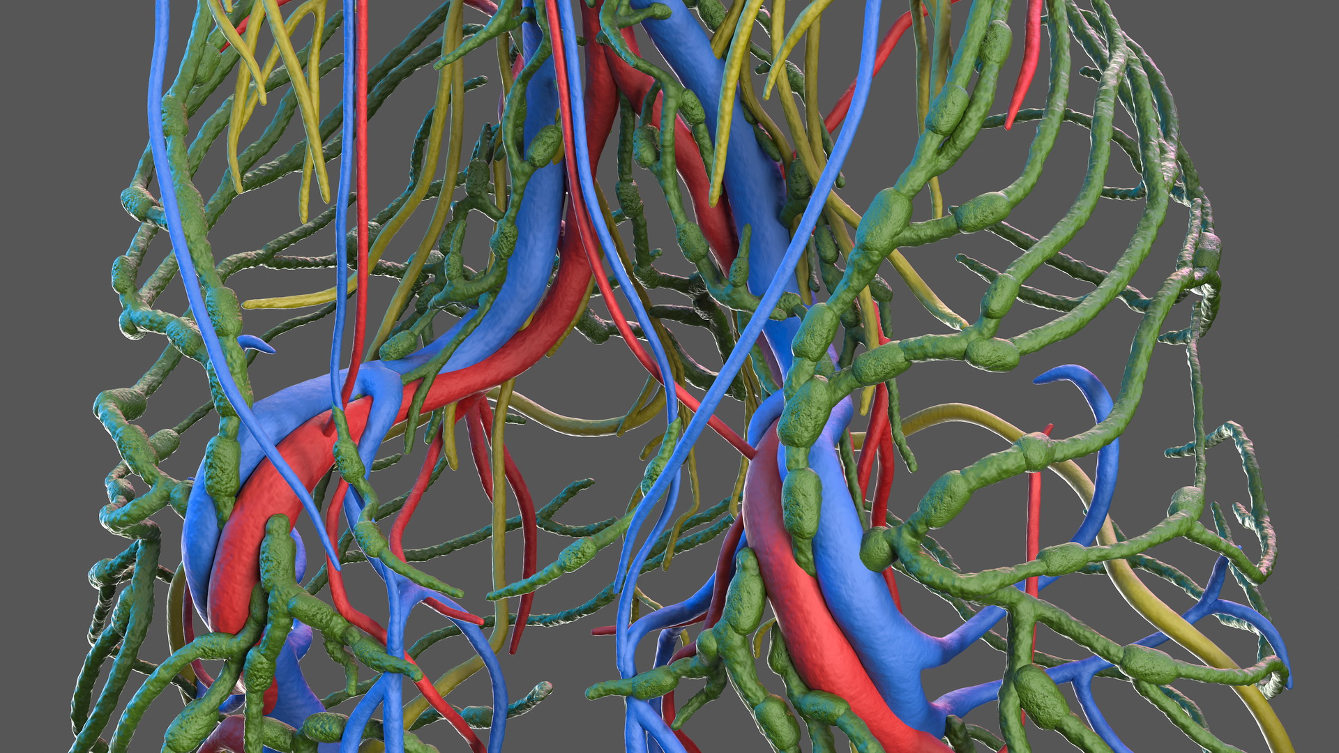 Male Cardiovascular Lymphaticand and Nervous Systems 3D