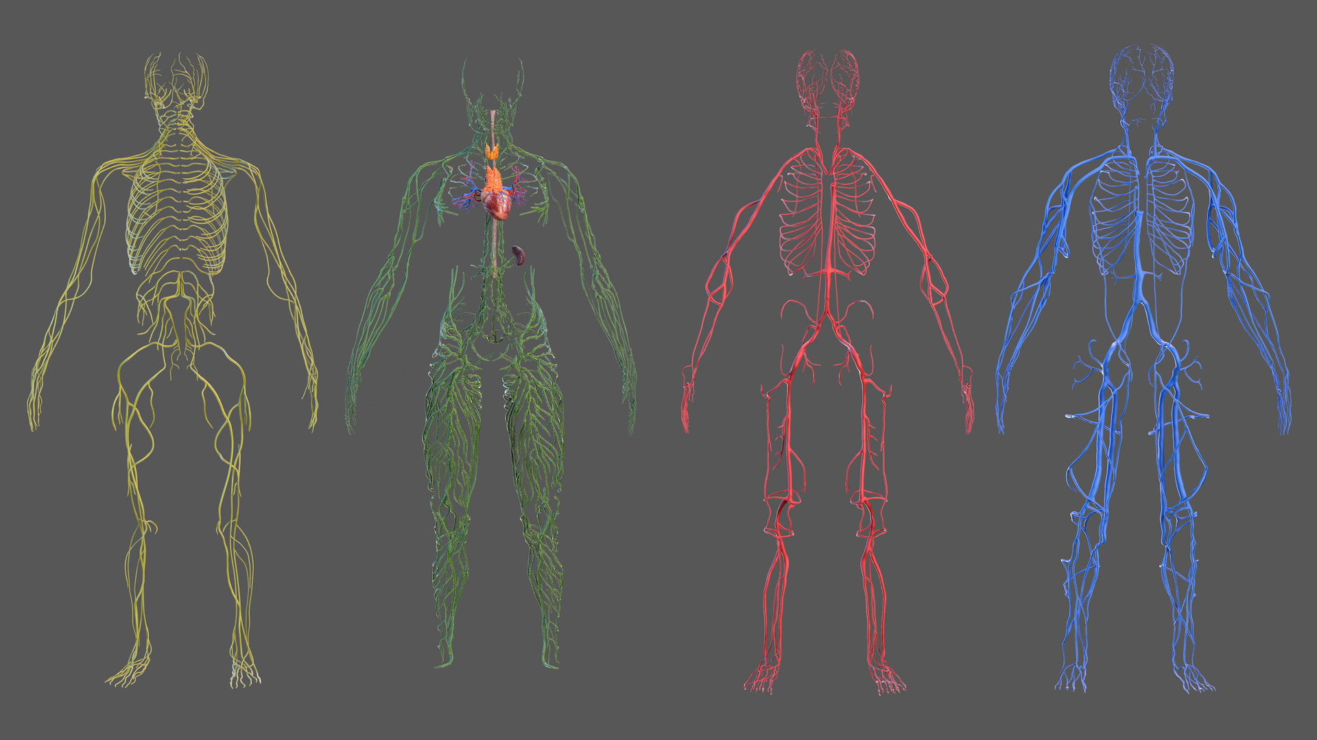 Male Cardiovascular Lymphaticand and Nervous Systems 3D